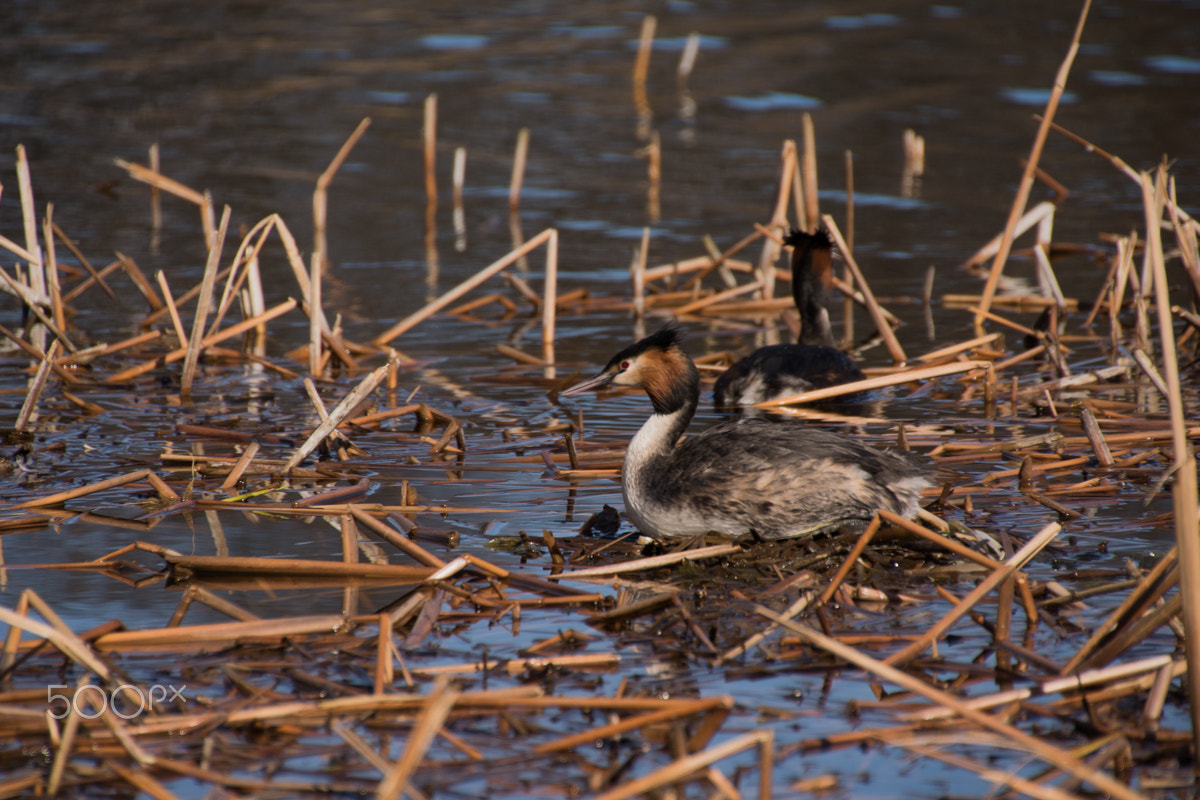 Tamron 18-270mm F3.5-6.3 Di II PZD sample photo. Great crested grebe photography