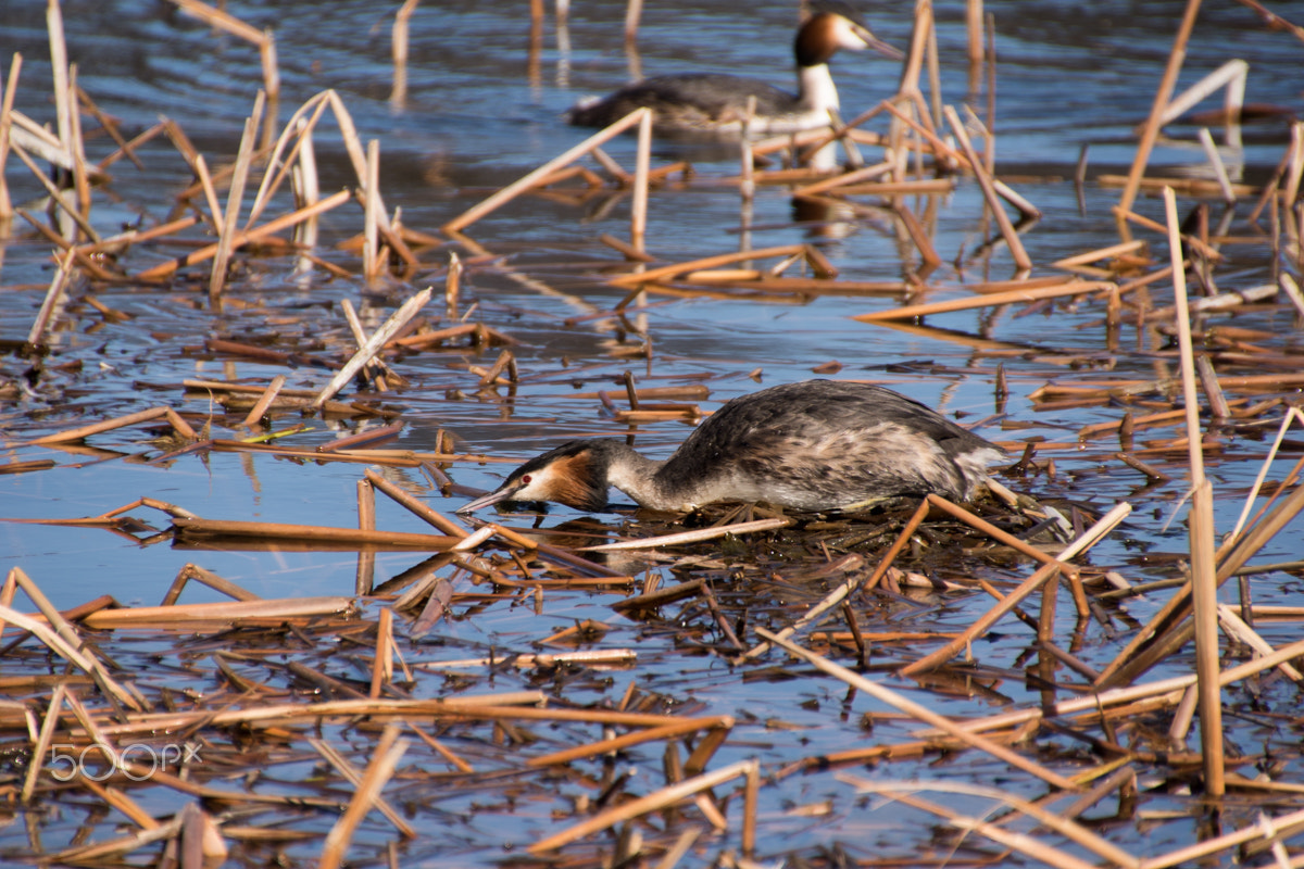 Sony ILCA-77M2 + DT 18-270mm F3.5-6.3 SSM sample photo. Great crested grebe photography