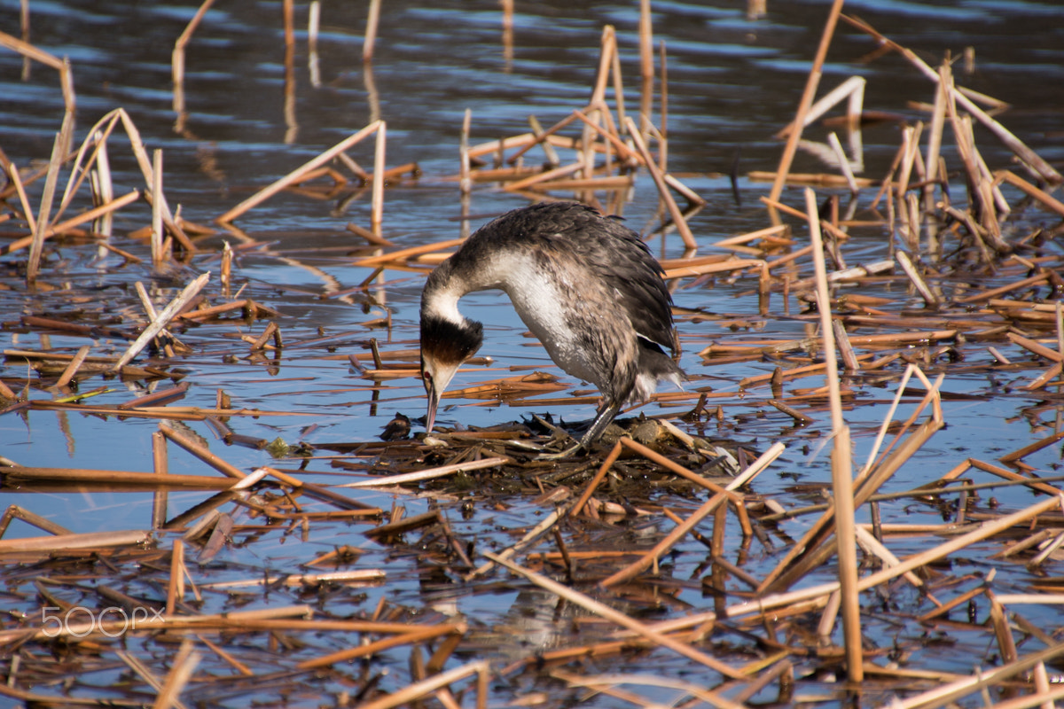 Sony ILCA-77M2 + DT 18-270mm F3.5-6.3 SSM sample photo. Great crested grebe photography