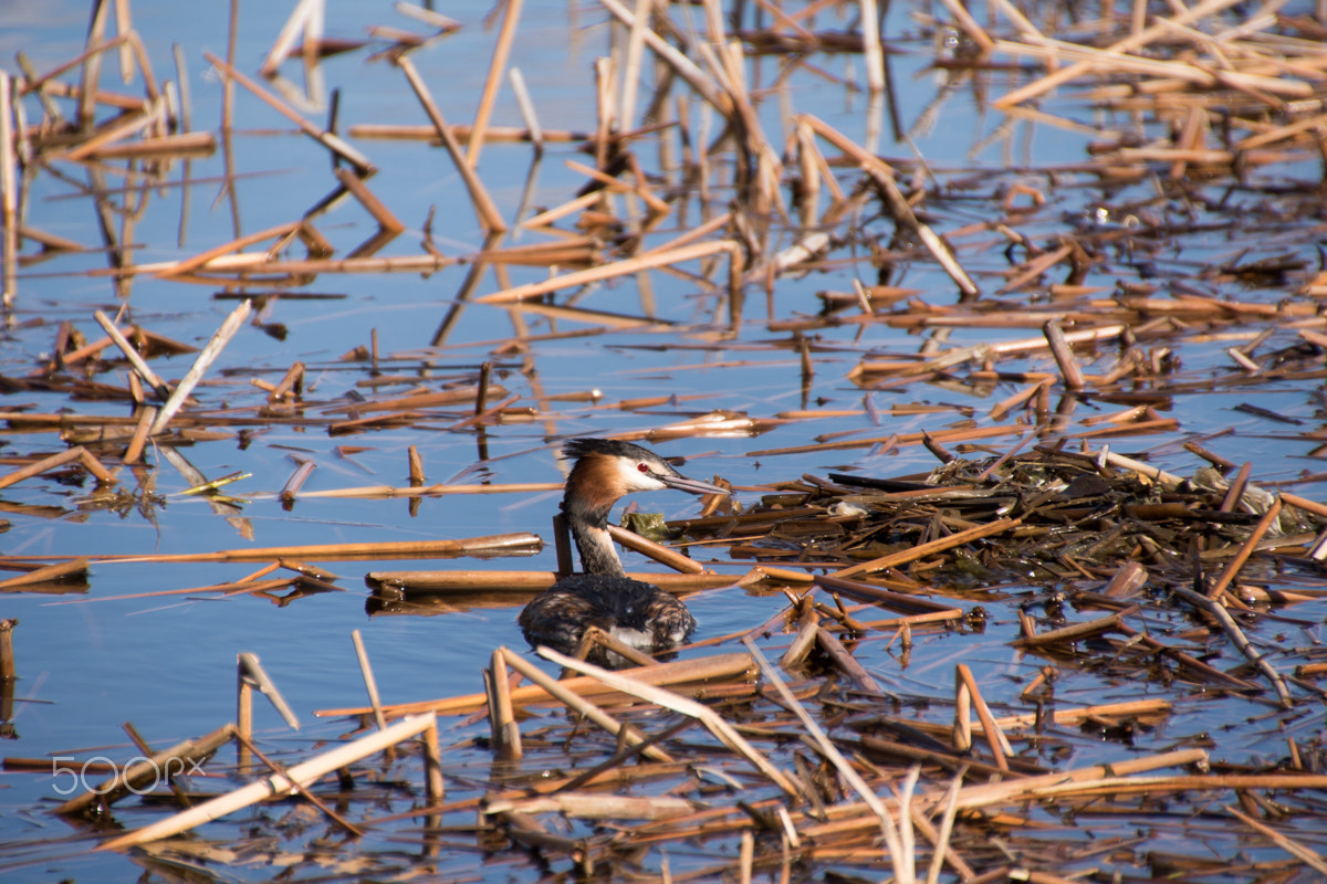 Sony ILCA-77M2 + DT 18-270mm F3.5-6.3 SSM sample photo. Great crested grebe photography