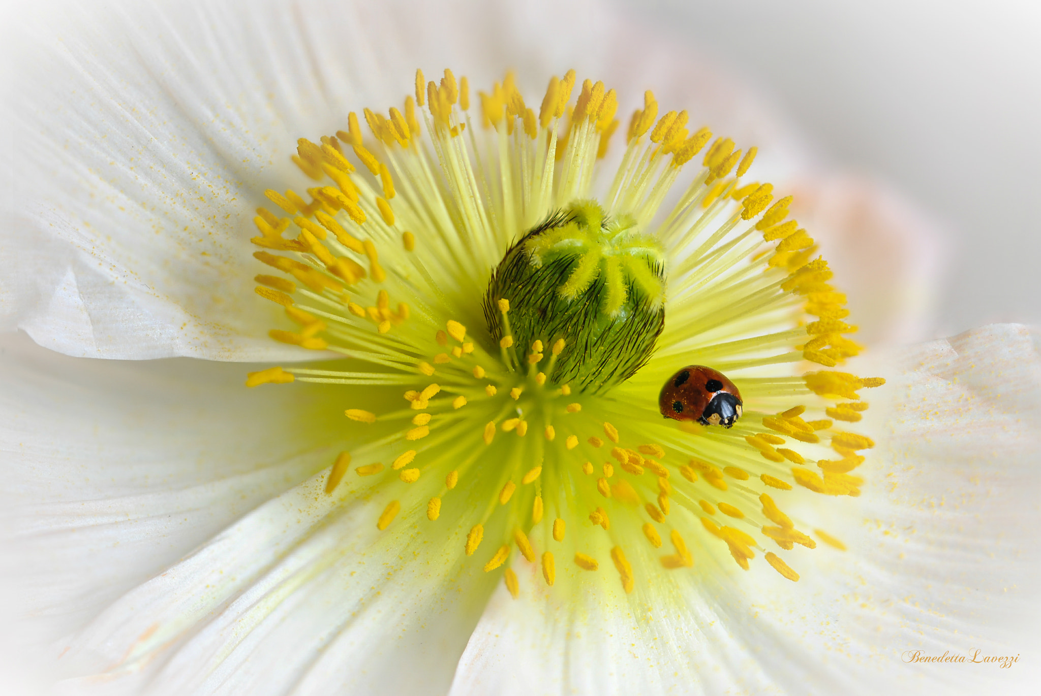 Sigma 105mm F2.8 EX DG OS HSM sample photo. Soul photography