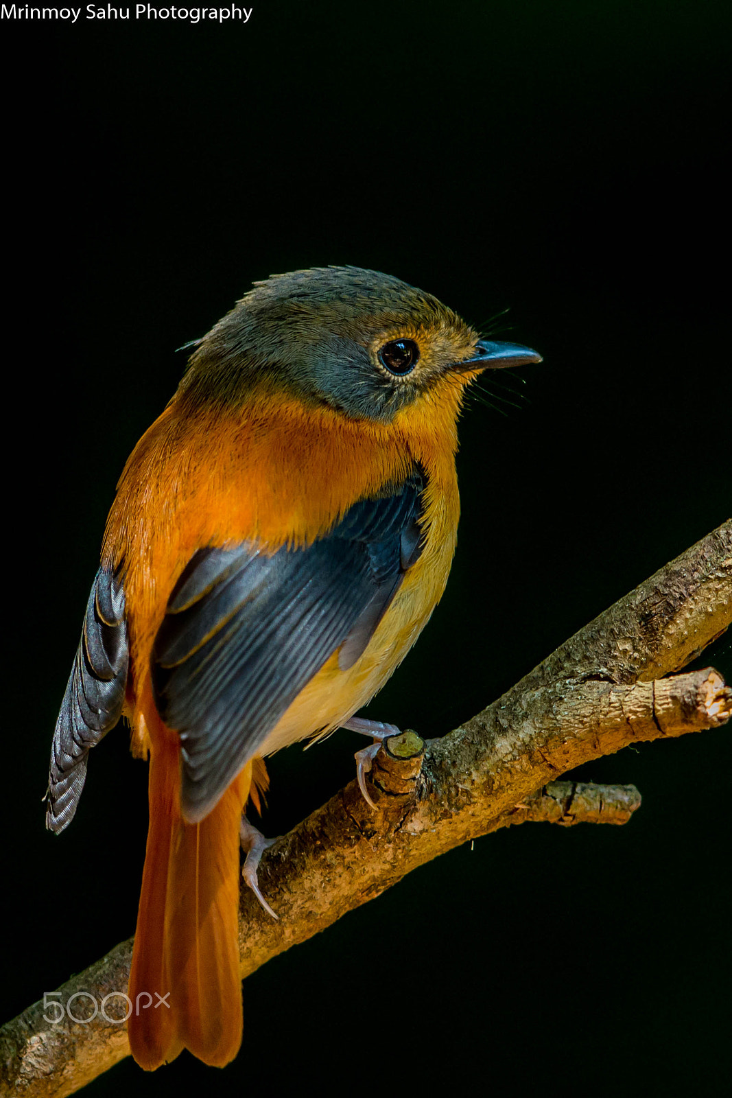 Canon EOS 70D + Canon EF 500mm F4L IS II USM sample photo. Black-and-orange flycatcher photography