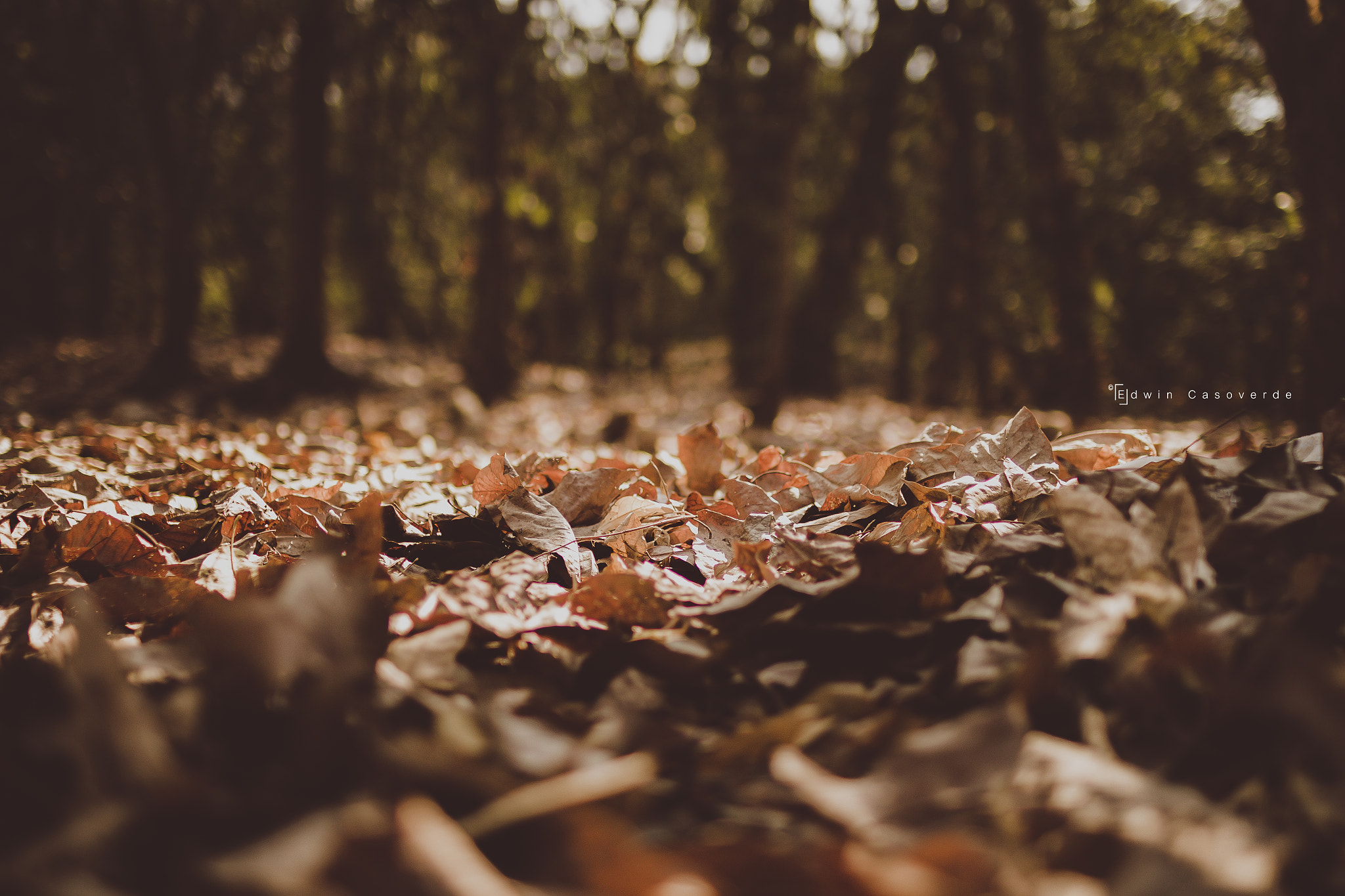 Sigma 30mm F1.4 EX DC HSM sample photo. Autumn leaves photography