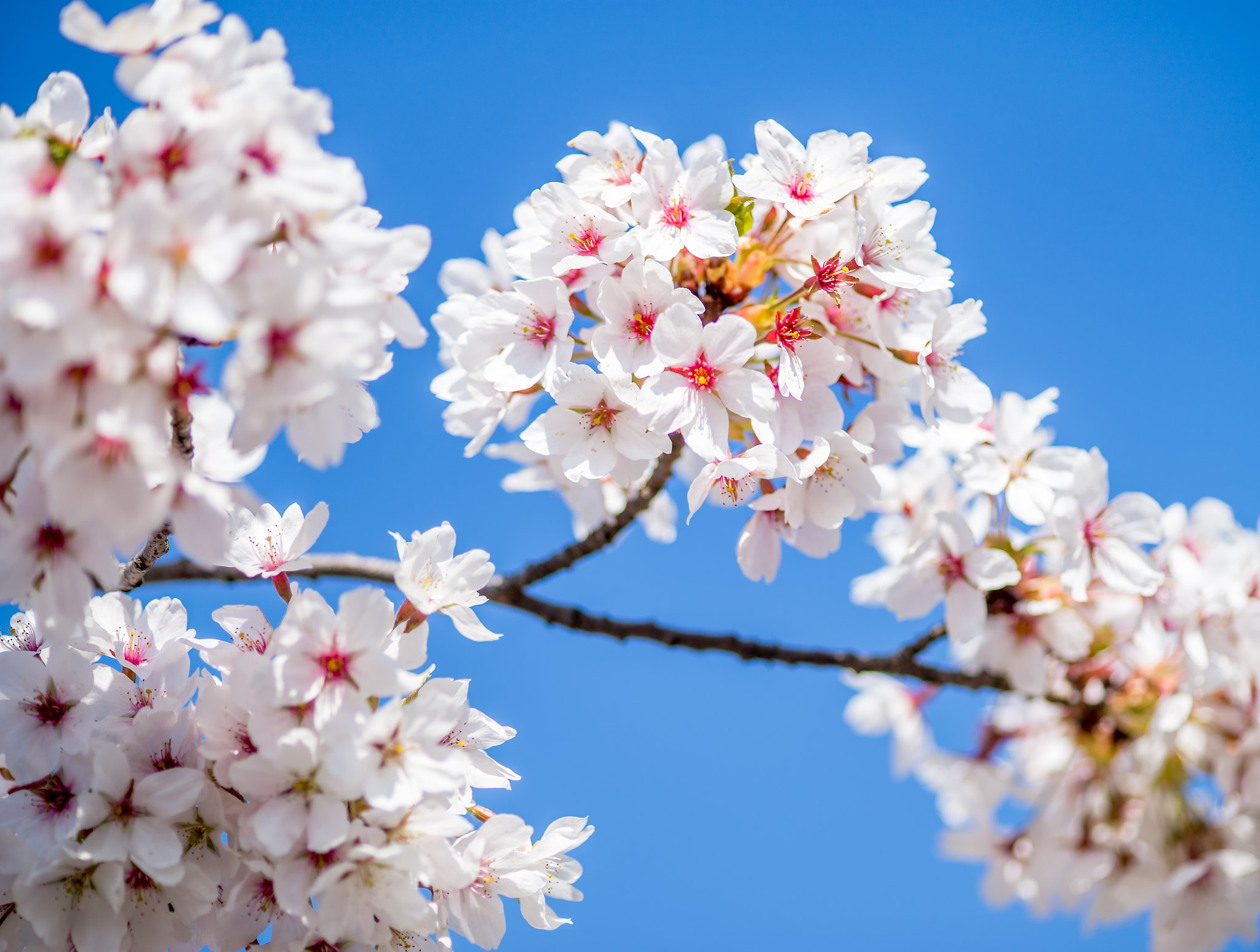 Sony a99 II + Minolta AF 100mm F2.8 Macro [New] sample photo. Cherry blossom photography