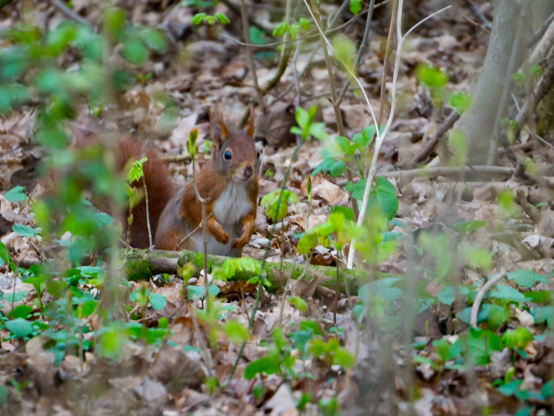 LUMIX G VARIO 45-150/F4.0-5.6 sample photo. Secret squirrel photography
