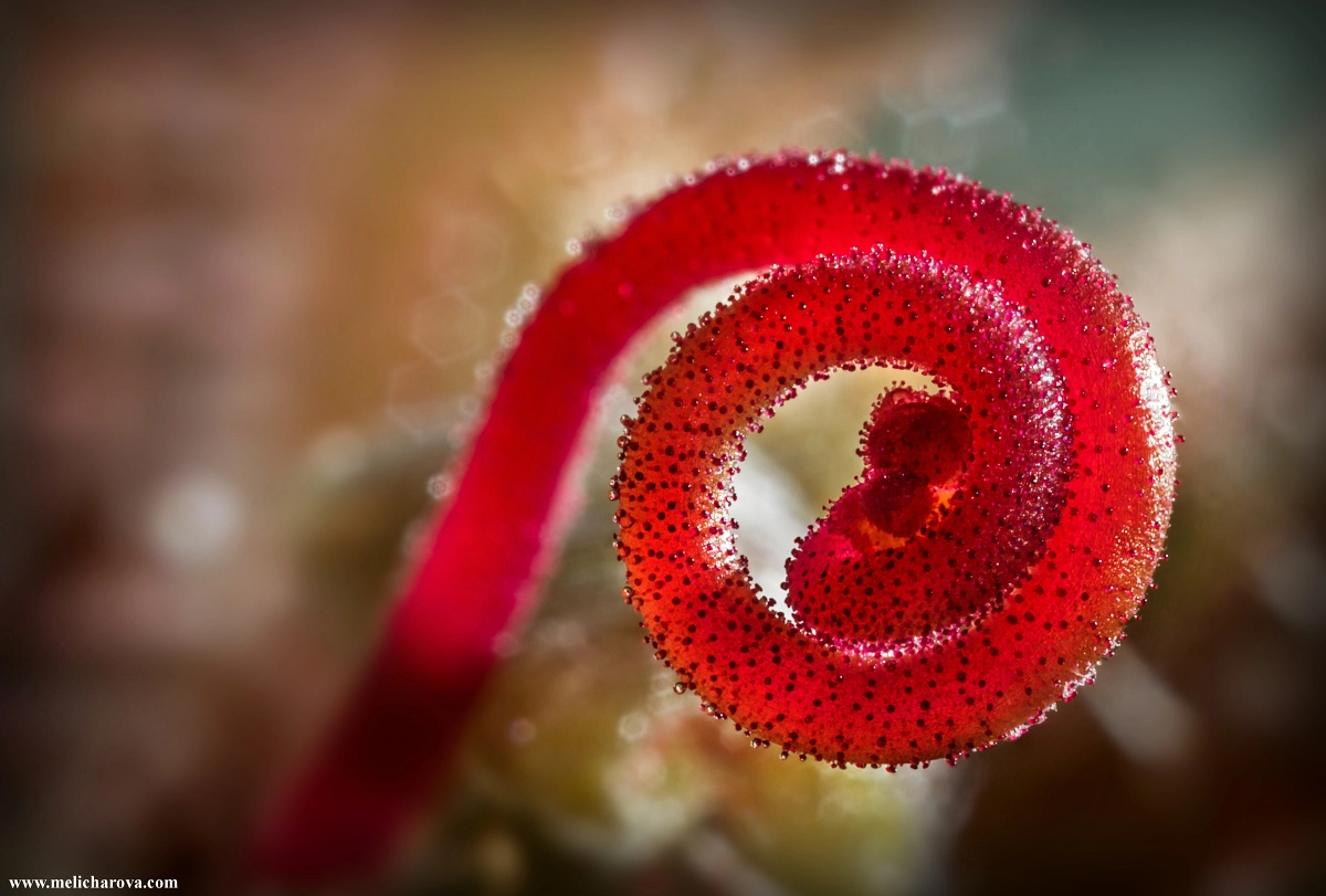 Canon MP-E 65mm F2.5 1-5x Macro Photo sample photo. Spiral photography