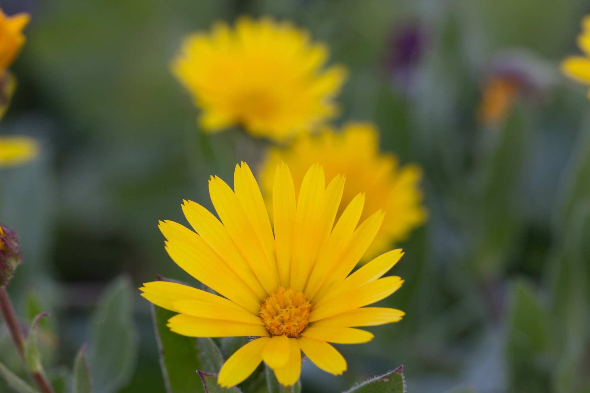 Canon EOS 100D (EOS Rebel SL1 / EOS Kiss X7) + Canon EF 100mm F2.8L Macro IS USM sample photo. Just another marigold photography
