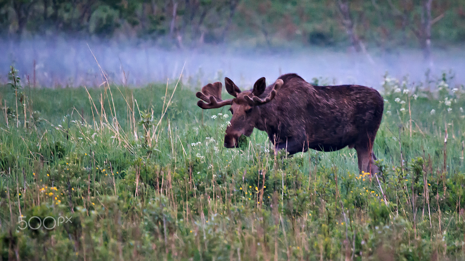 Canon EOS-1D Mark III sample photo. Grazing elk photography