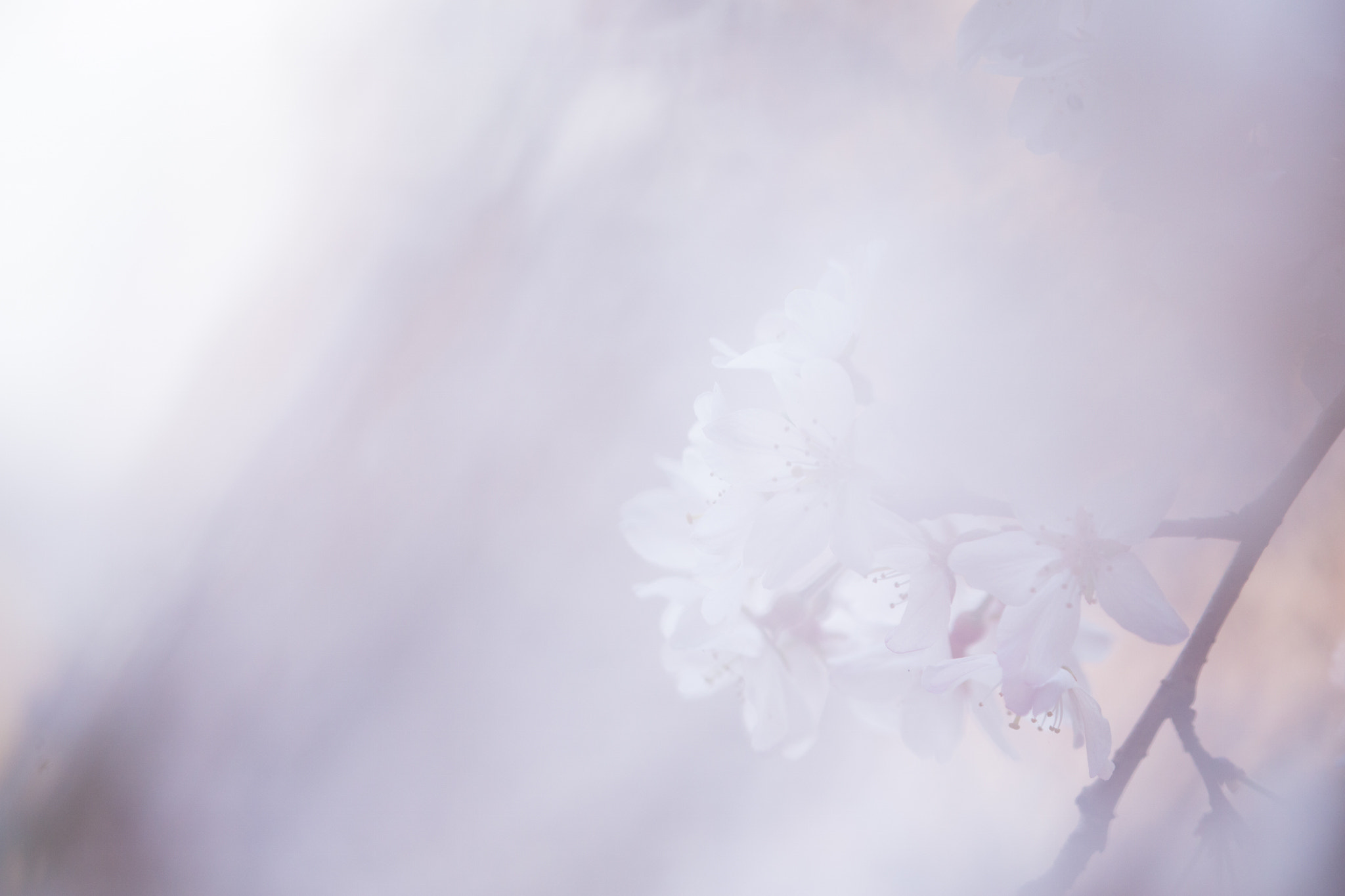 Tamron SP AF 180mm F3.5 Di LD (IF) Macro sample photo. White veil photography