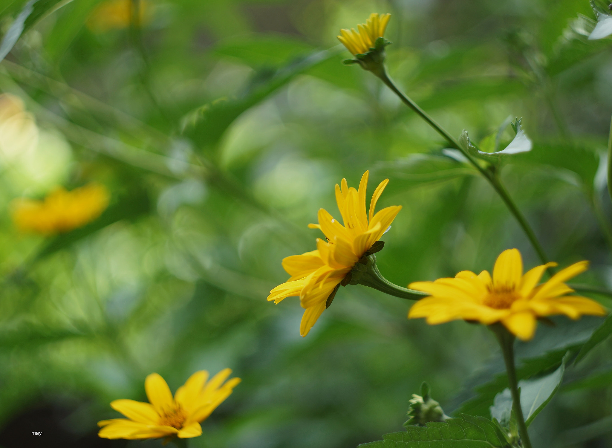 Sony SLT-A65 (SLT-A65V) + Minolta AF 50mm F1.7 sample photo. цветочный каламбур photography