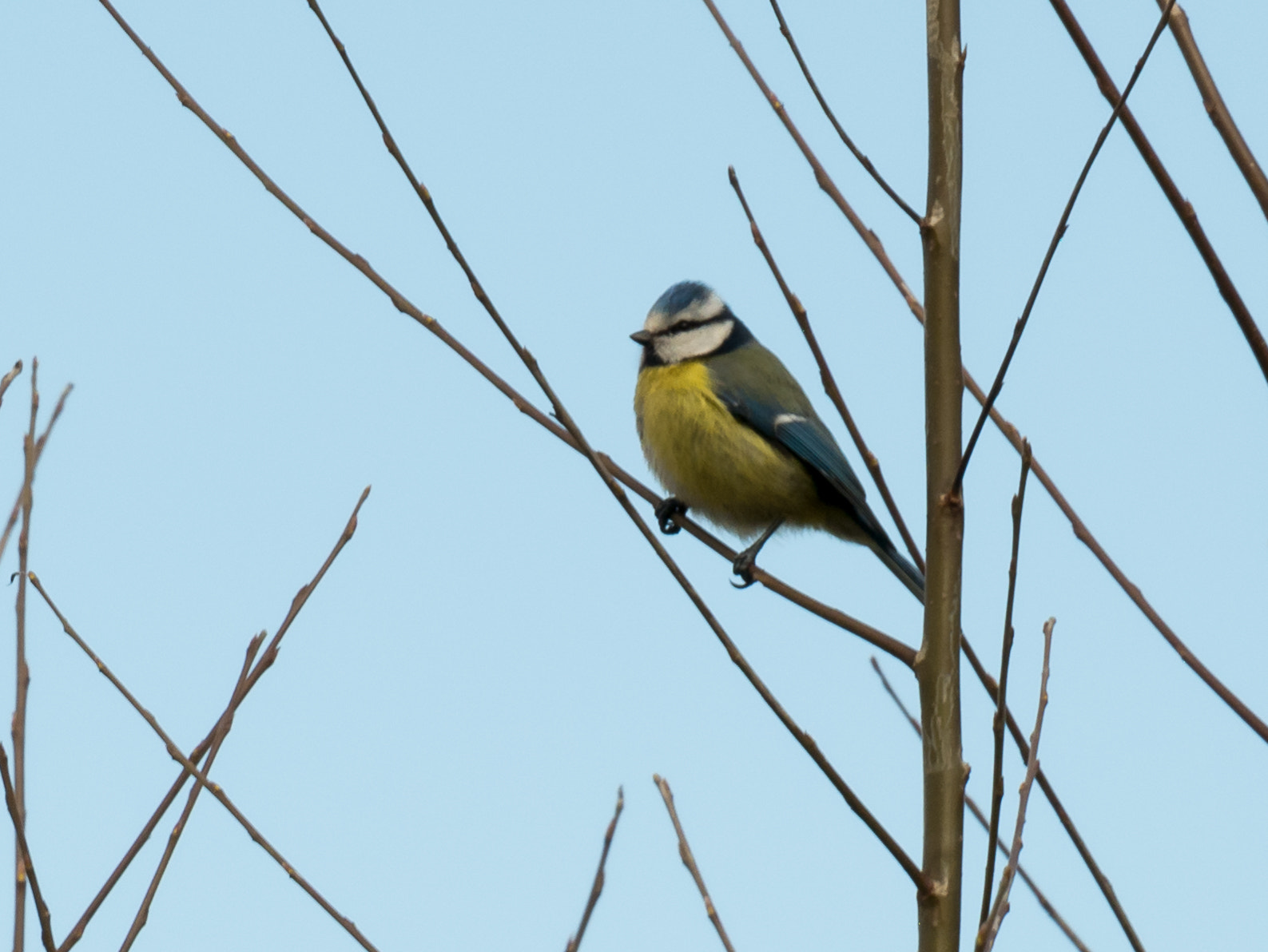 LUMIX G VARIO 45-150/F4.0-5.6 sample photo. Bluetit photography