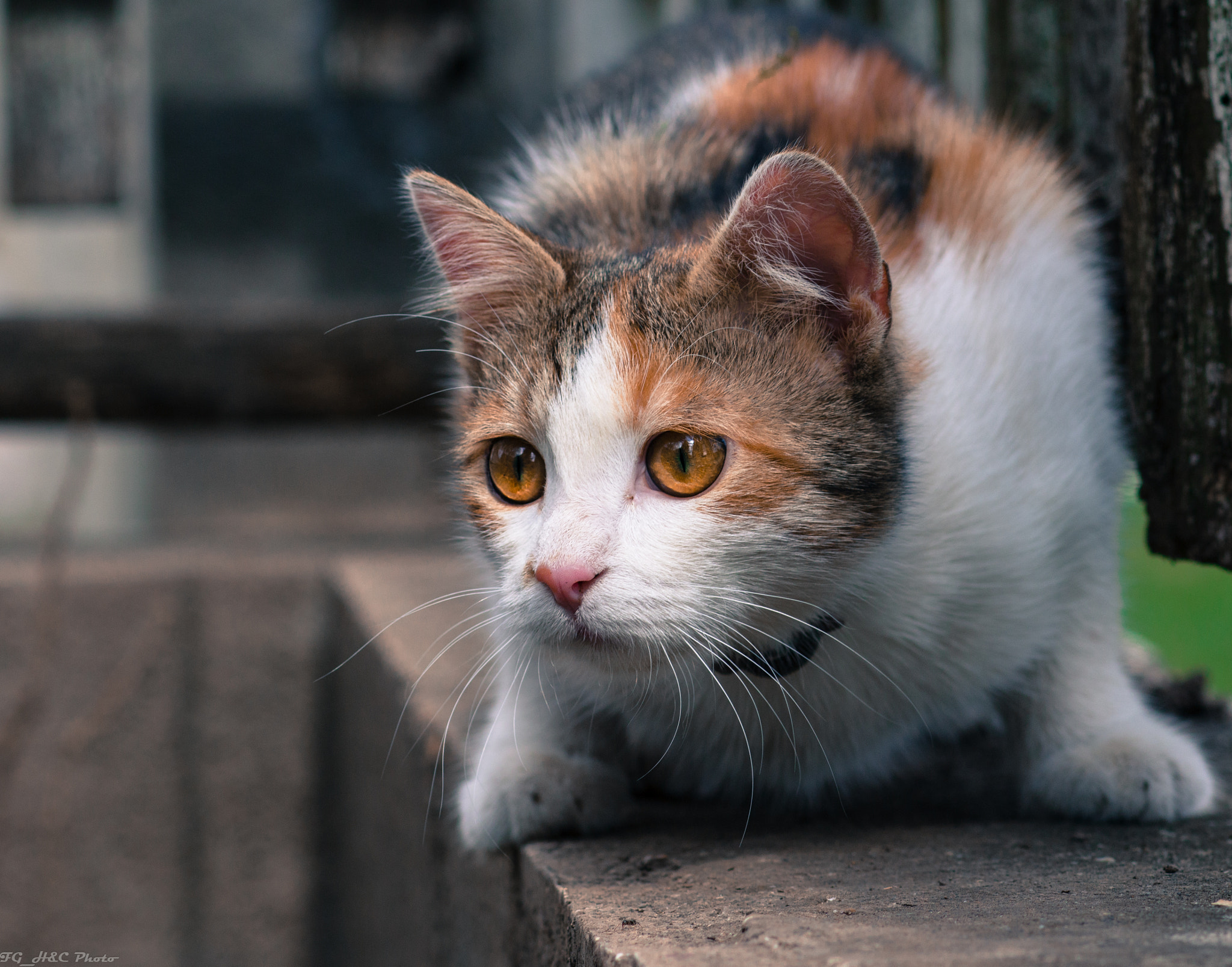 Canon EOS 70D + Canon EF 100mm F2.8 Macro USM sample photo. Cat is looking for you photography