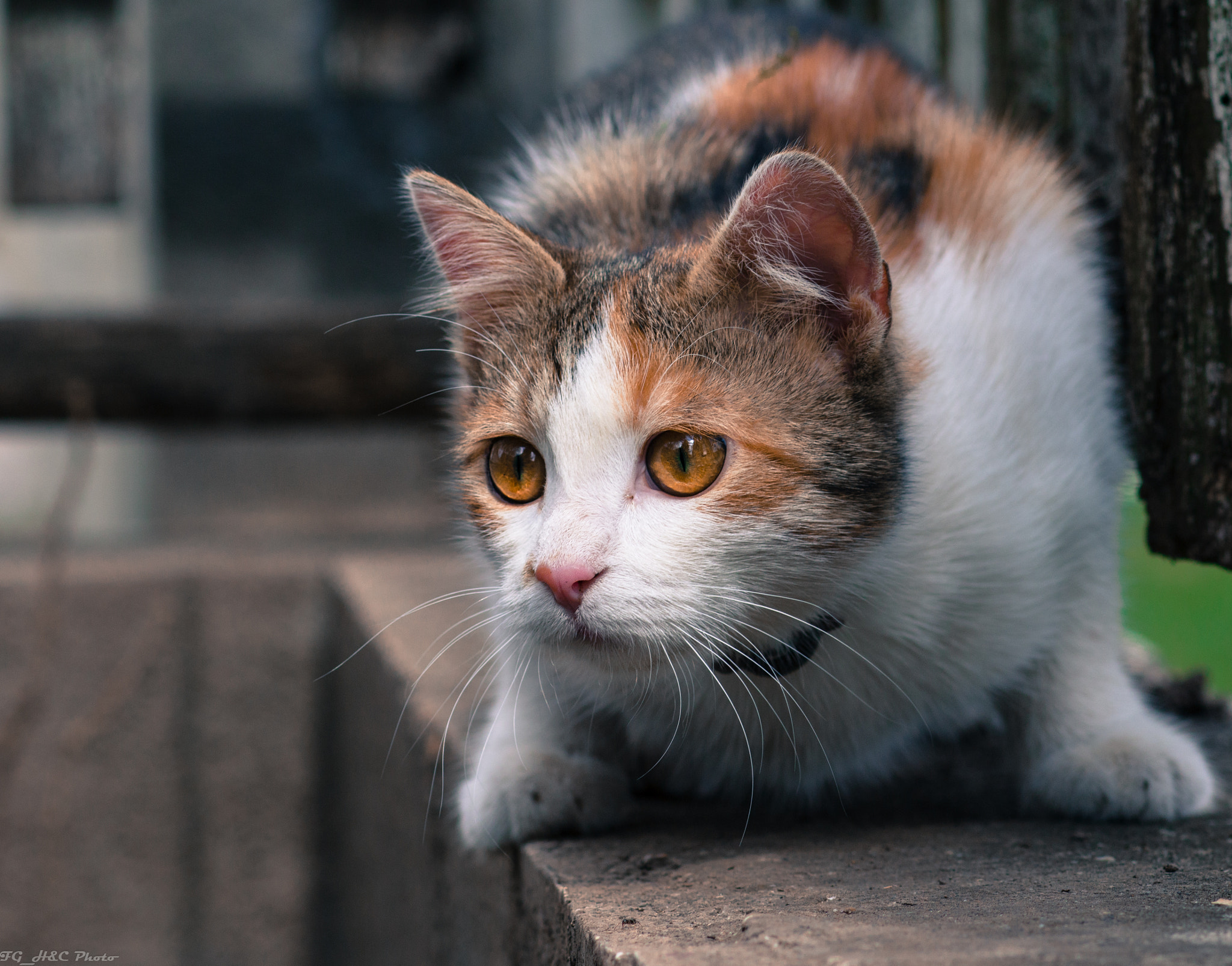 Canon EF 100mm F2.8 Macro USM sample photo. Cat is looking for you photography