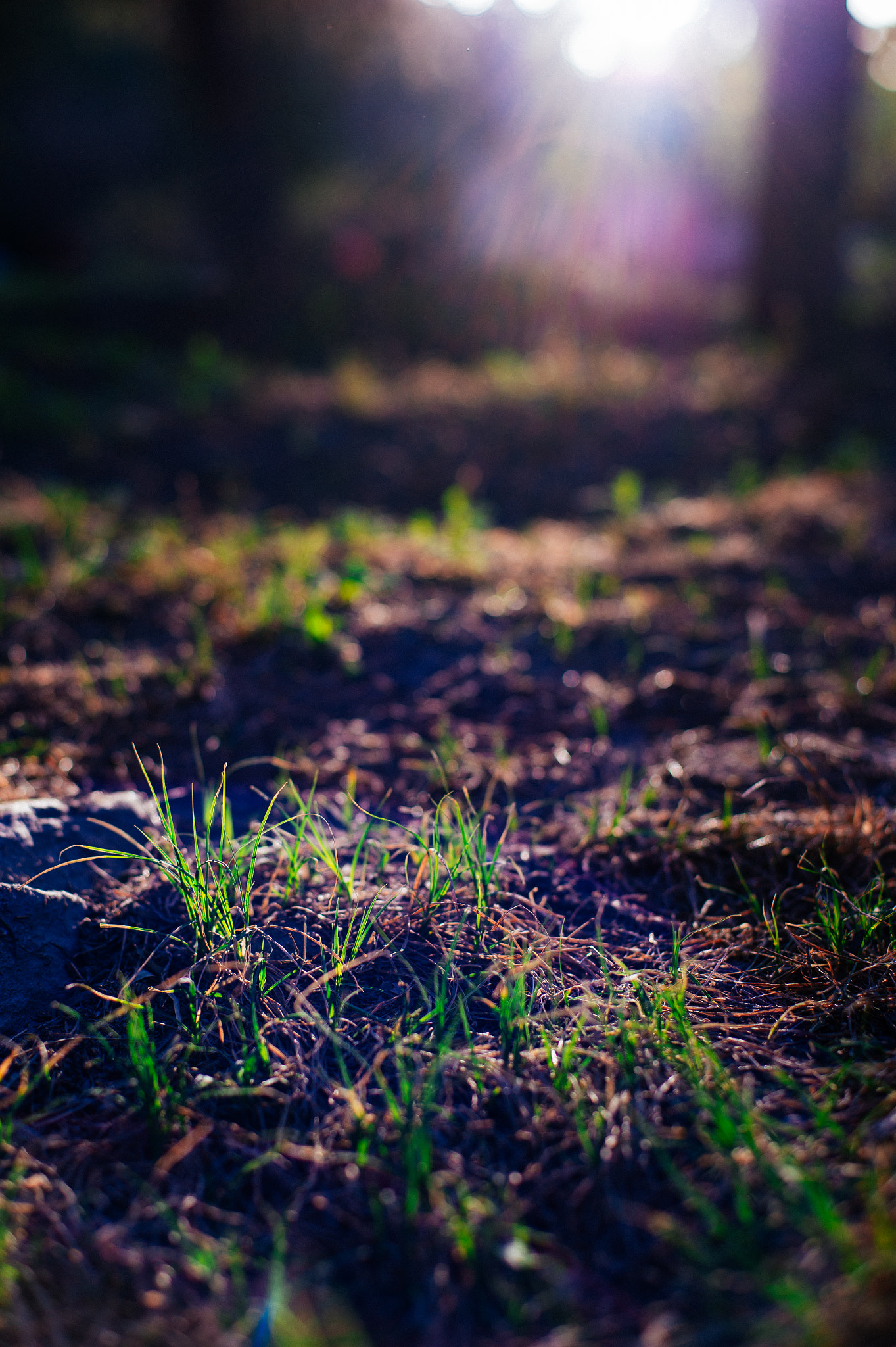 Nikon Df + ZEISS Planar T* 50mm F1.4 sample photo. 成长 photography