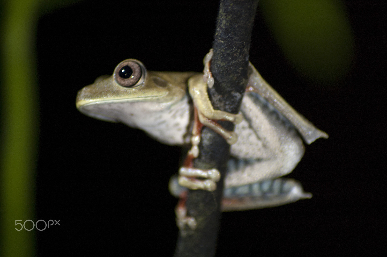 Nikon D40 + Sigma 50-150mm F2.8 EX APO DC HSM II + 1.4x sample photo. Amazonian tree frog photography