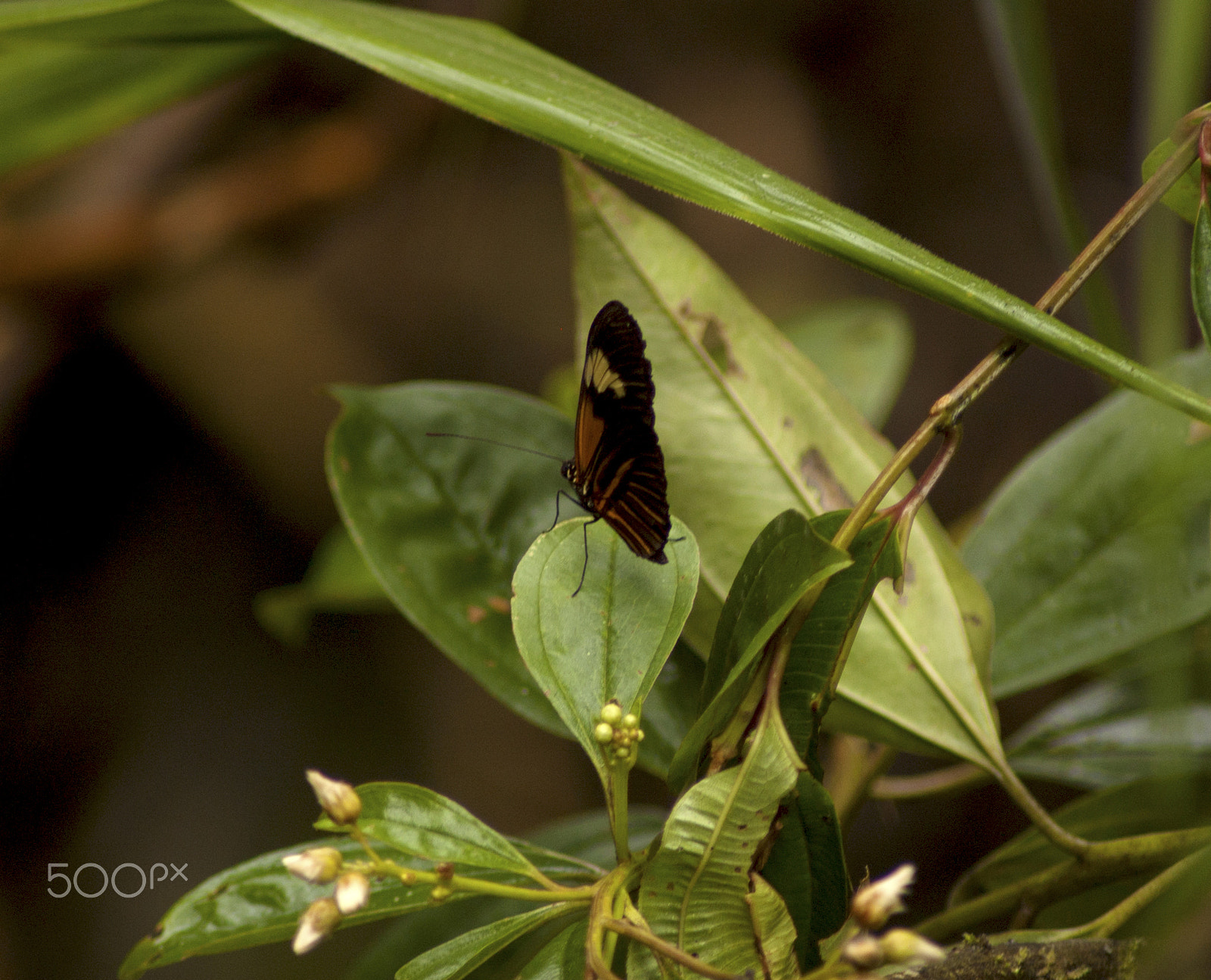 Nikon D40 + Sigma 50-150mm F2.8 EX APO DC HSM II + 1.4x sample photo. The weight of a butterfly photography