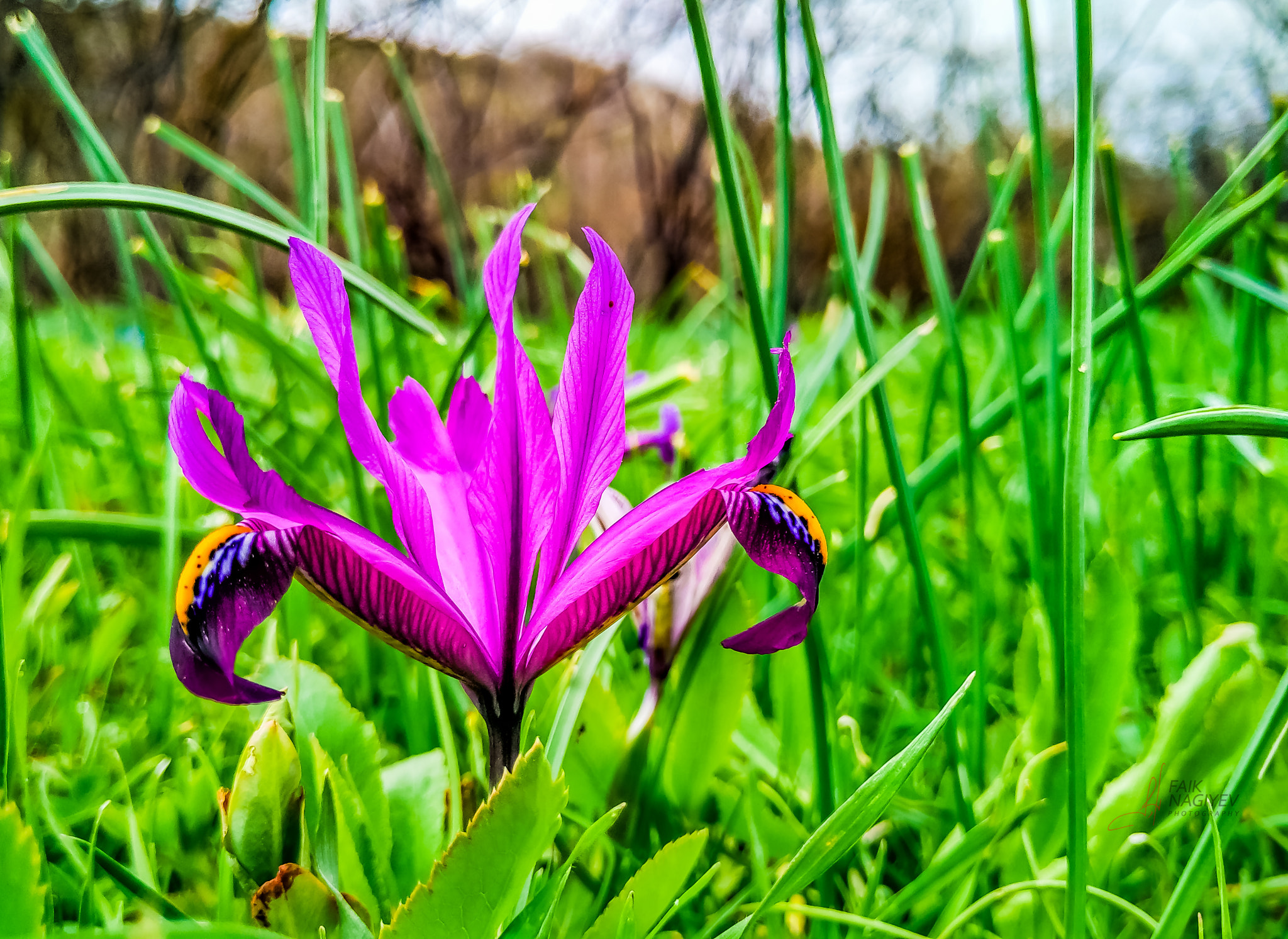 Xiaomi Mi 4i sample photo. Flower photography