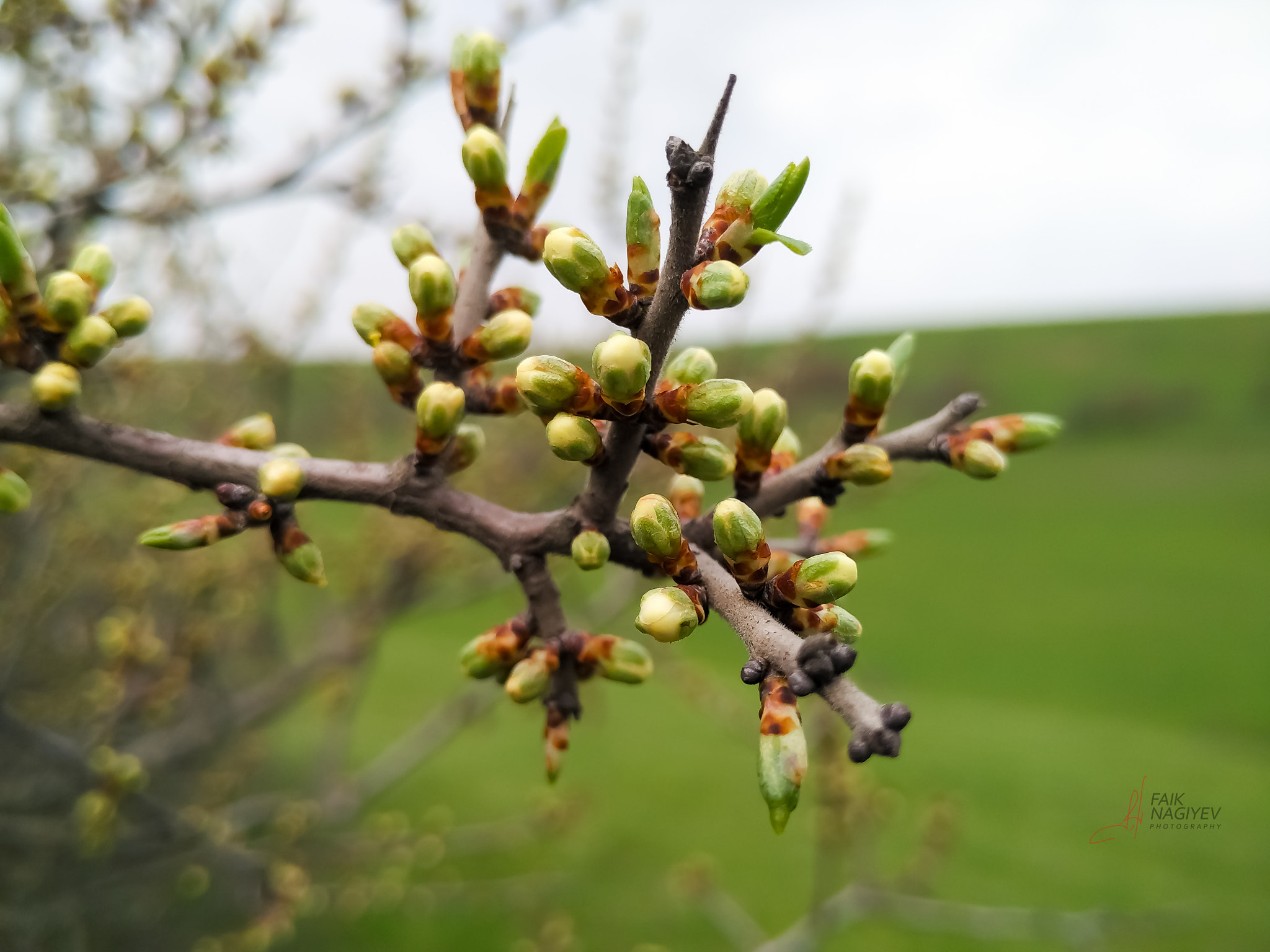 Xiaomi Mi 4i sample photo. Spring photography