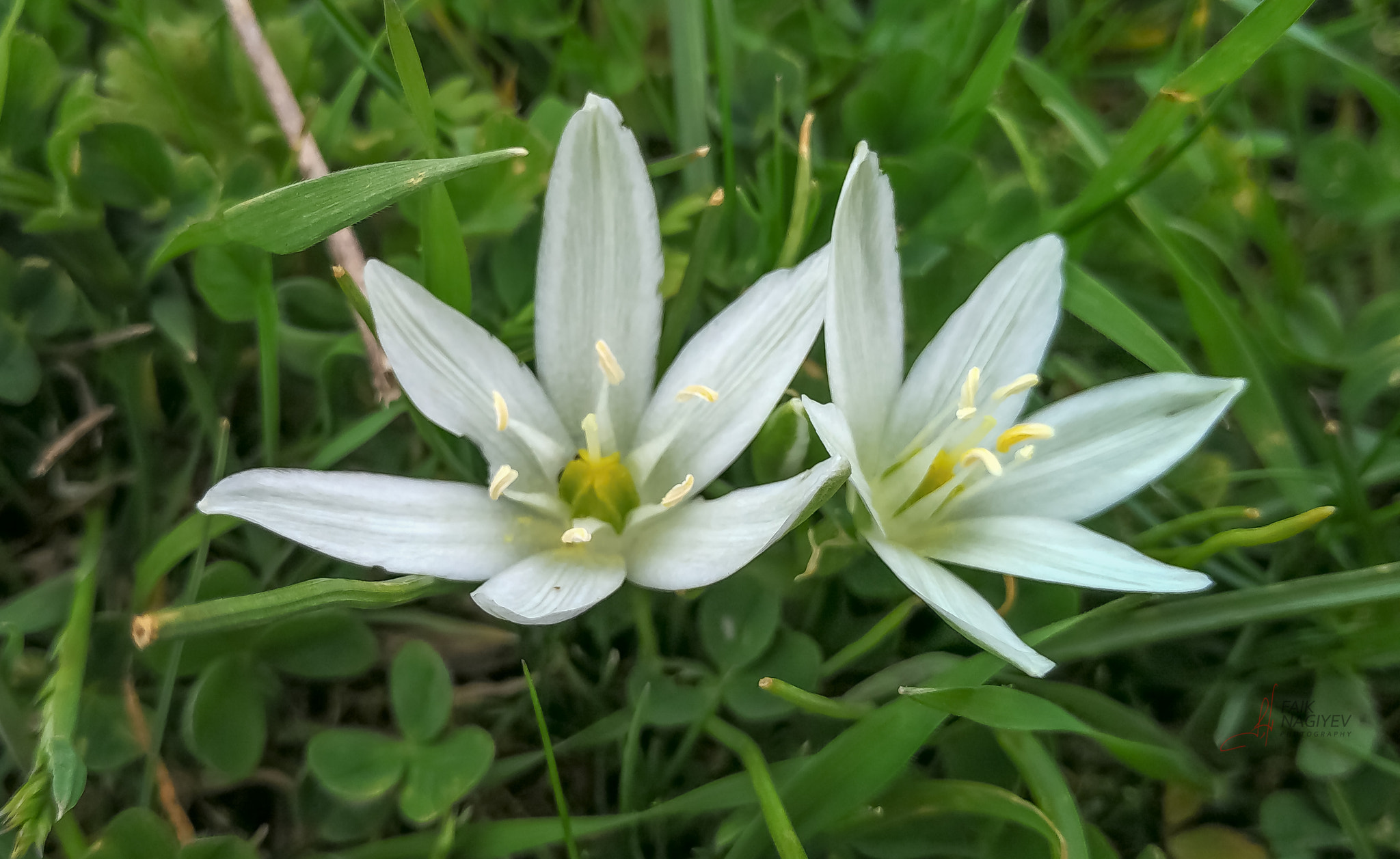 Xiaomi Mi 4i sample photo. White flowers photography