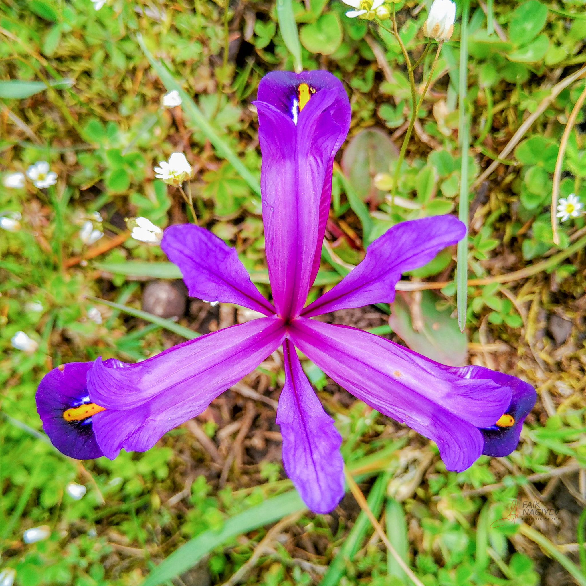 Xiaomi Mi 4i sample photo. Symmetry photography
