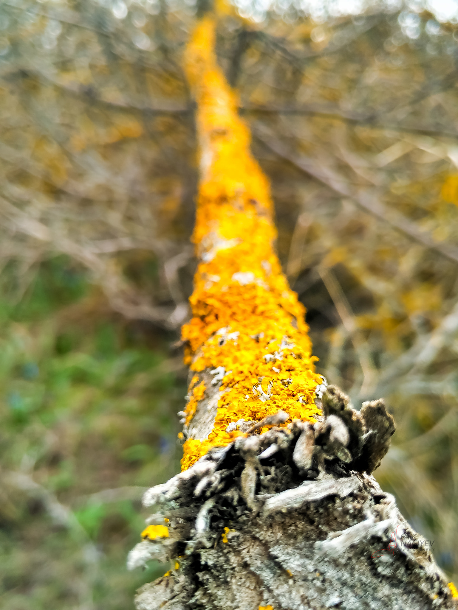 Xiaomi Mi 4i sample photo. Yellow tree photography