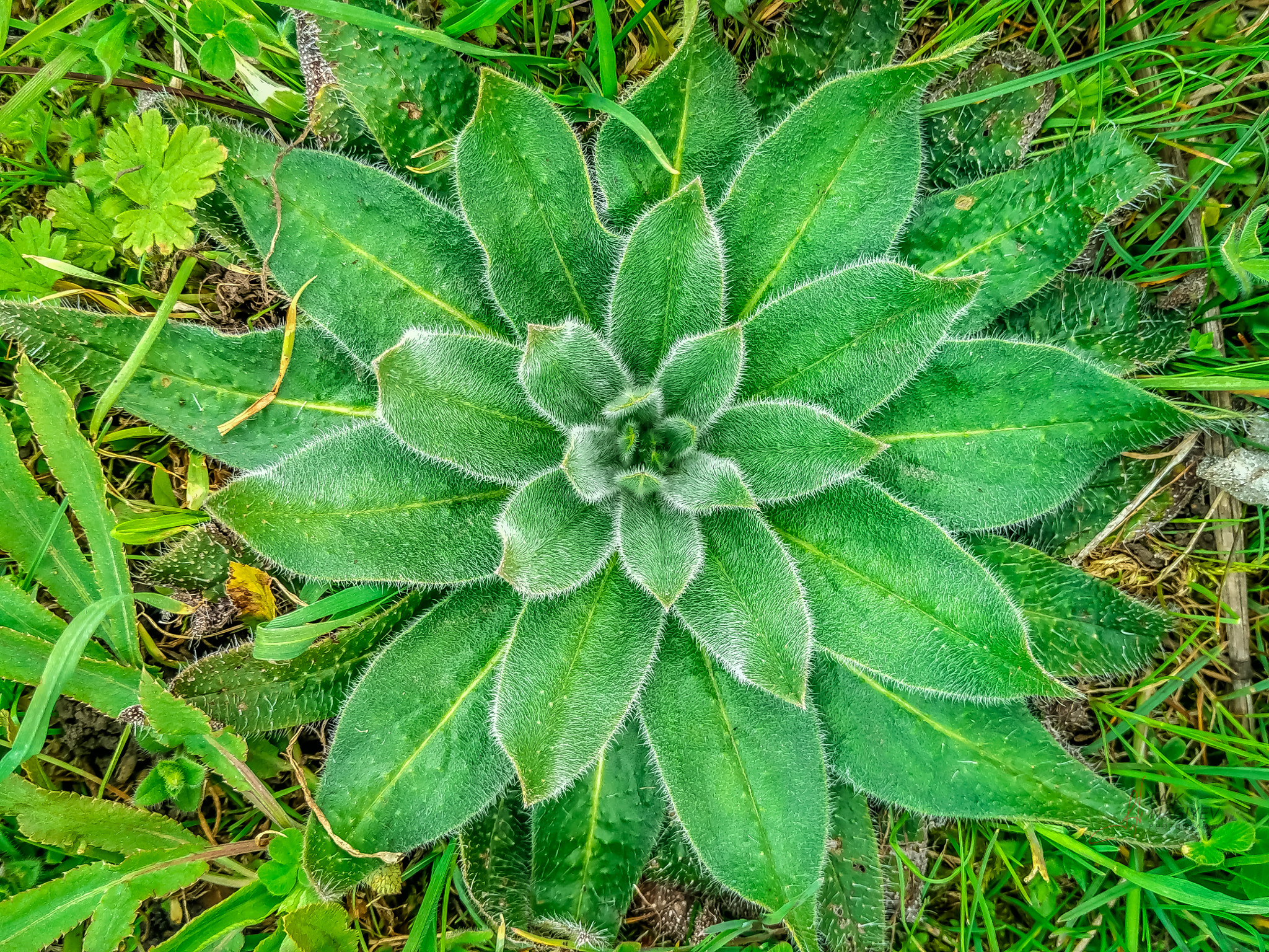 Xiaomi Mi 4i sample photo. Green star photography