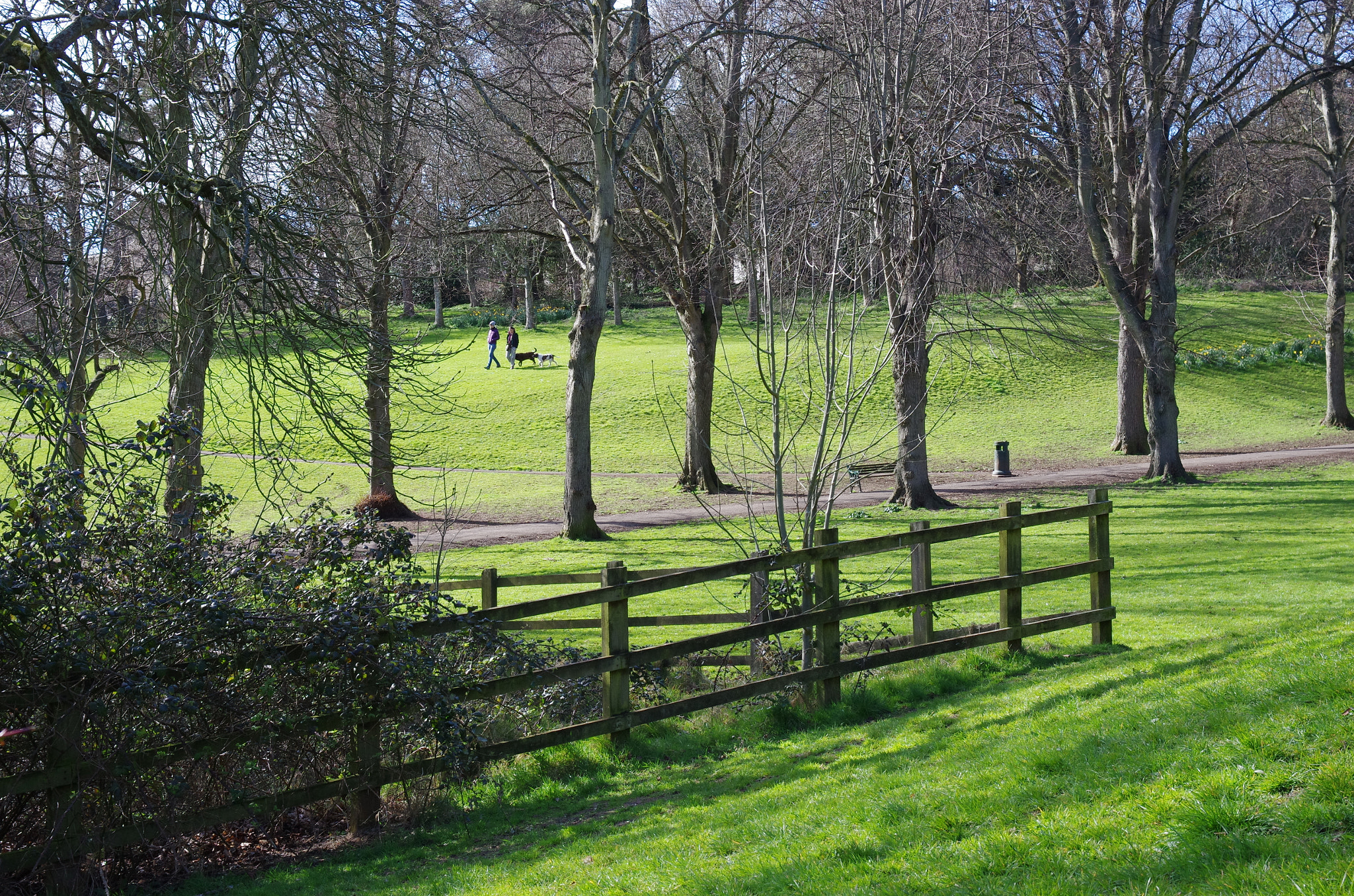 HD Pentax DA 40mm F2.8 Limited sample photo. Walkers with their dogs photography