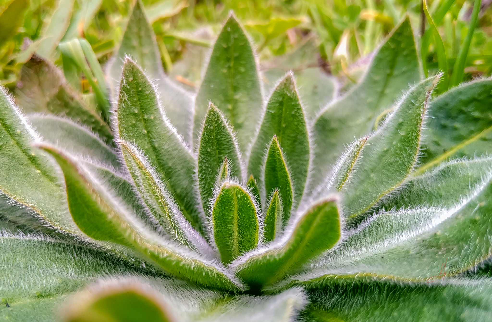 Xiaomi Mi 4i sample photo. Green flame photography