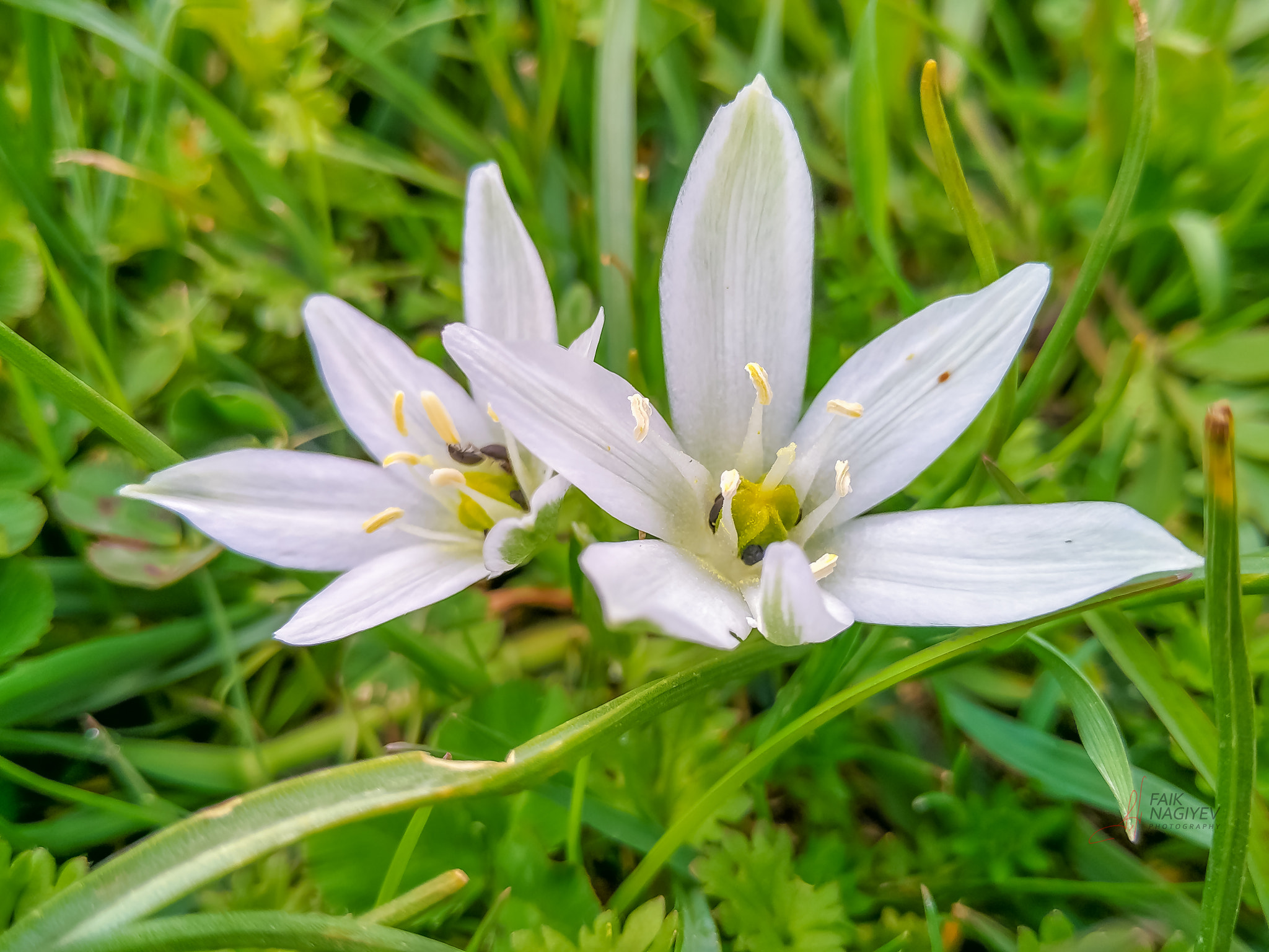Xiaomi Mi 4i sample photo. White flower photography