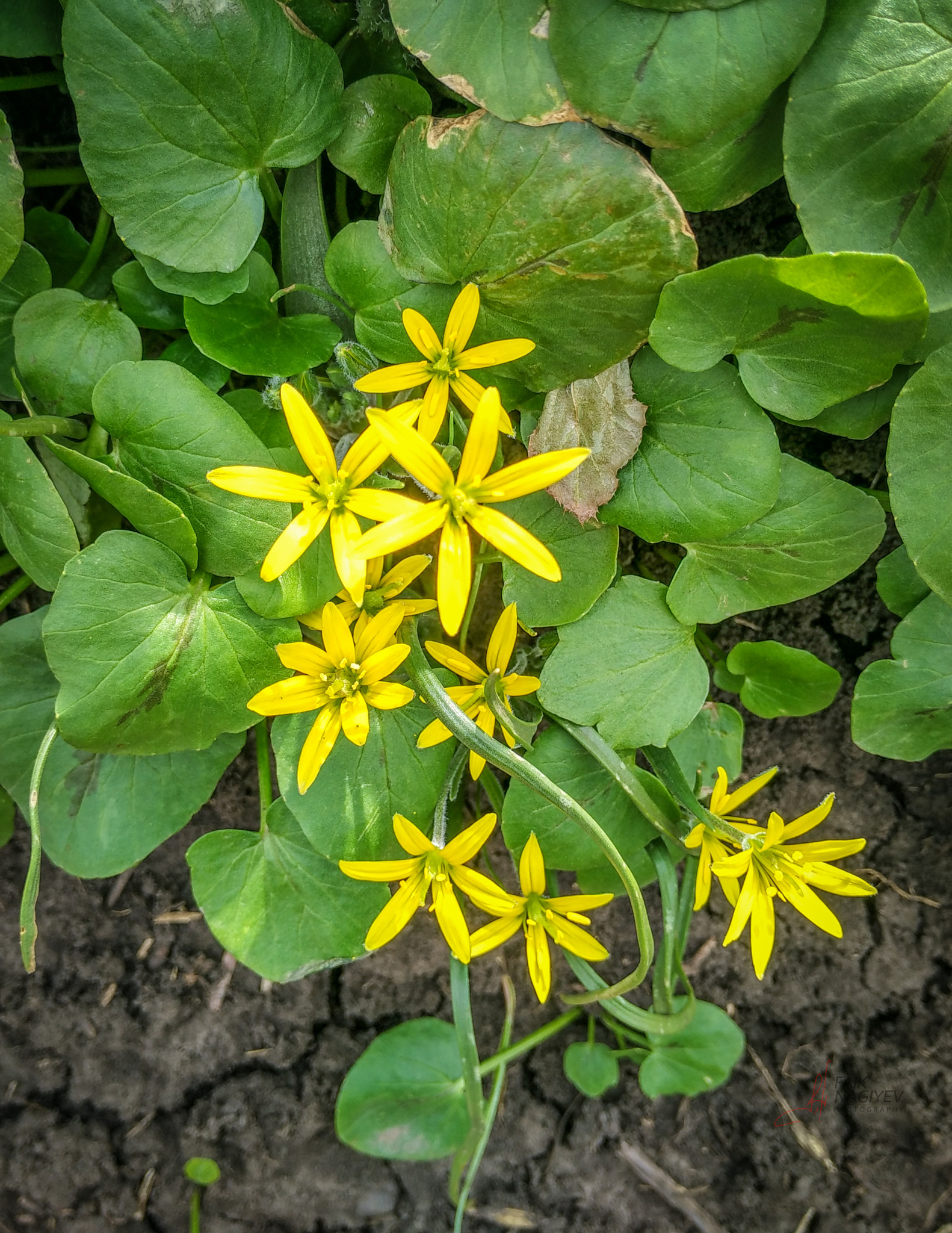 Xiaomi Mi 4i sample photo. Yellow sisters photography