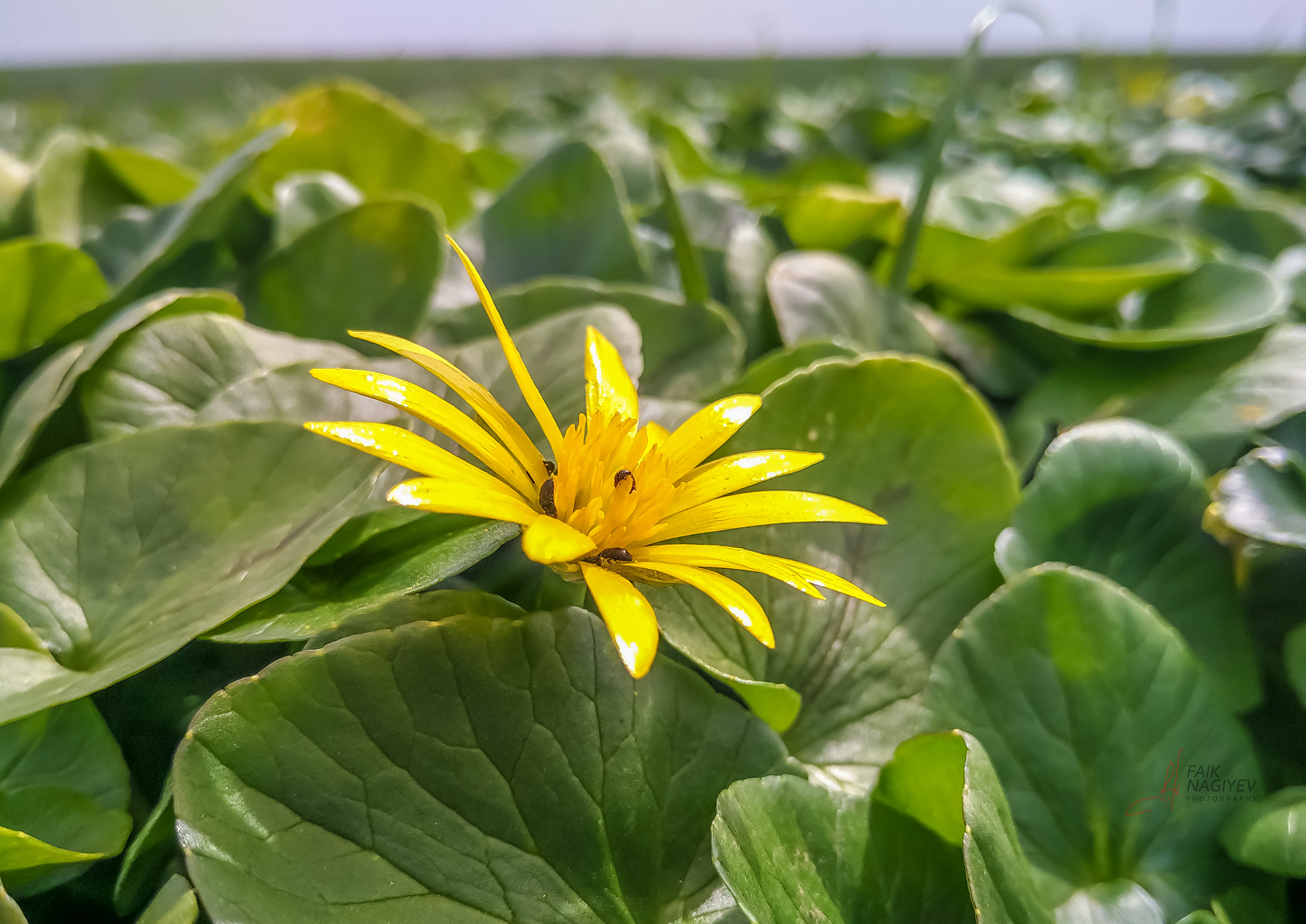 Xiaomi Mi 4i sample photo. Sun lover photography