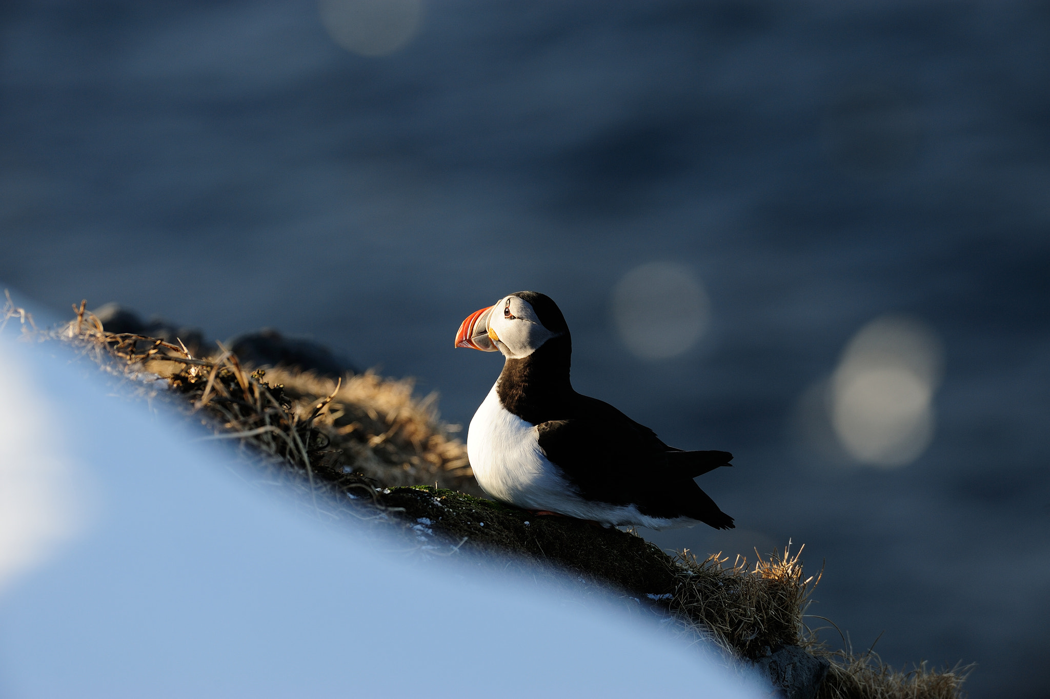 Nikon AF-S Nikkor 500mm F4D ED-IF II sample photo. Atlantic puffin photography