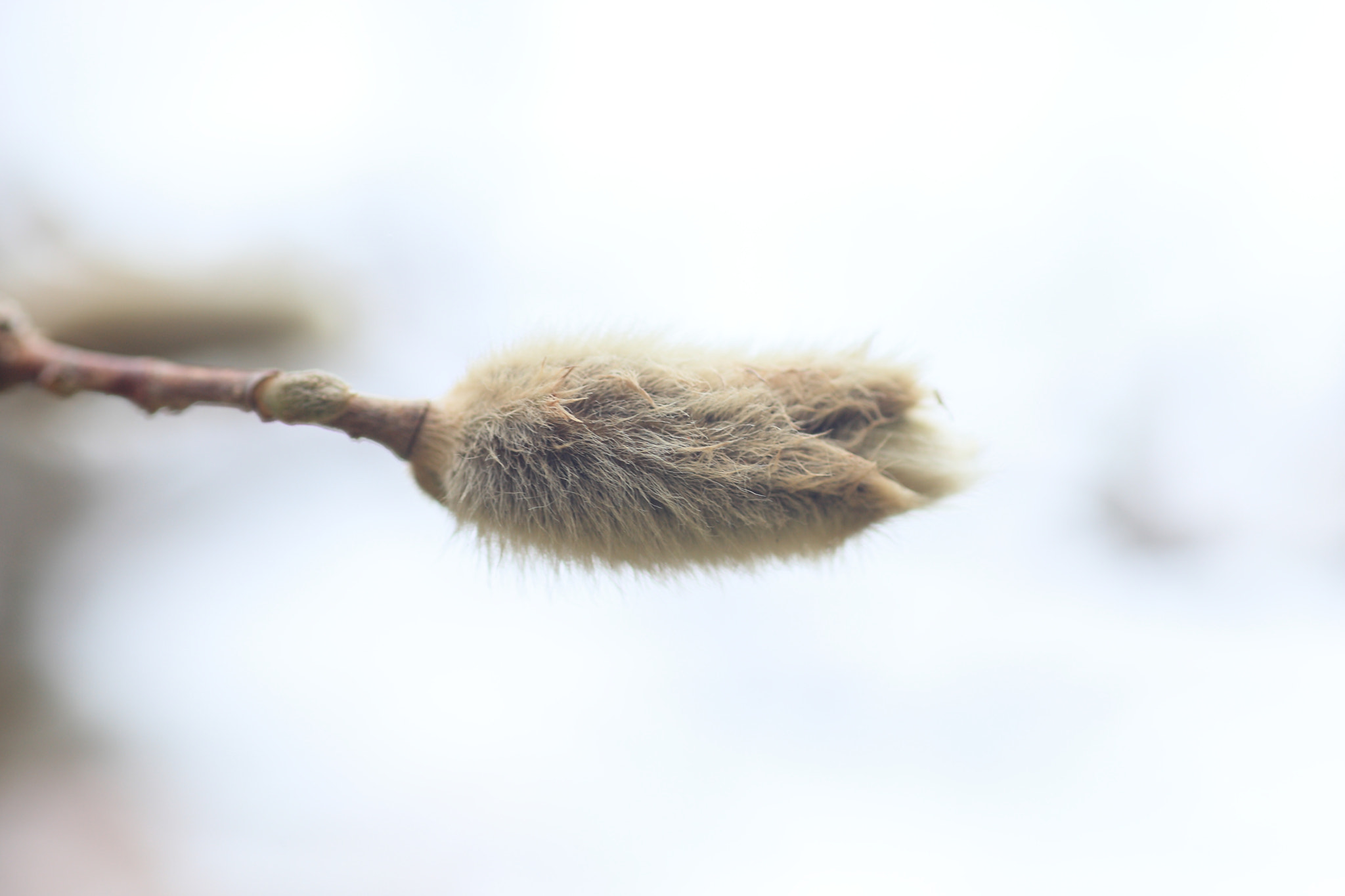 Canon EOS-1D Mark III + Tamron SP AF 90mm F2.8 Di Macro sample photo. Star magnolia photography