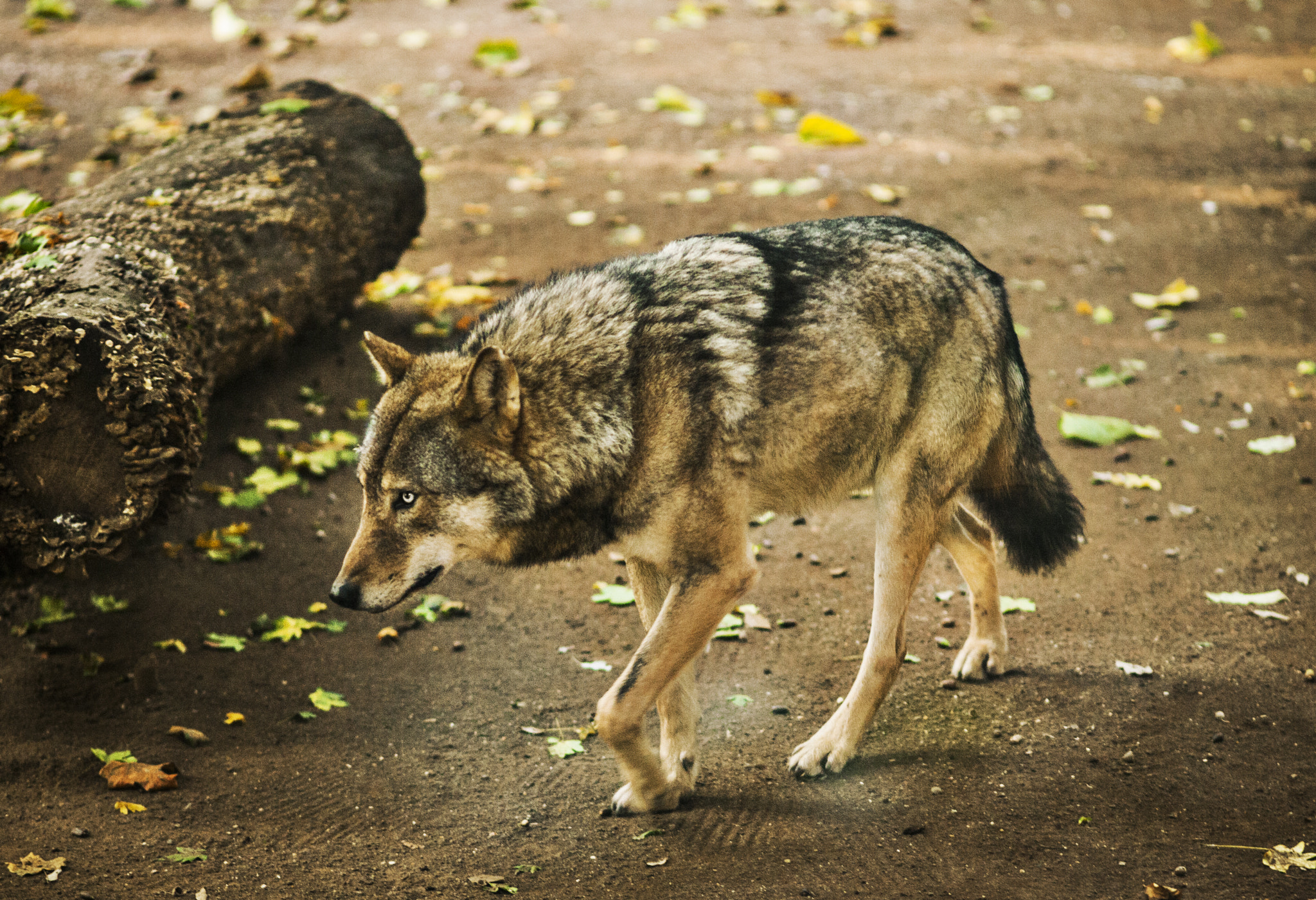 Canon EF 100mm F2.0 USM sample photo. The wolf of rome photography