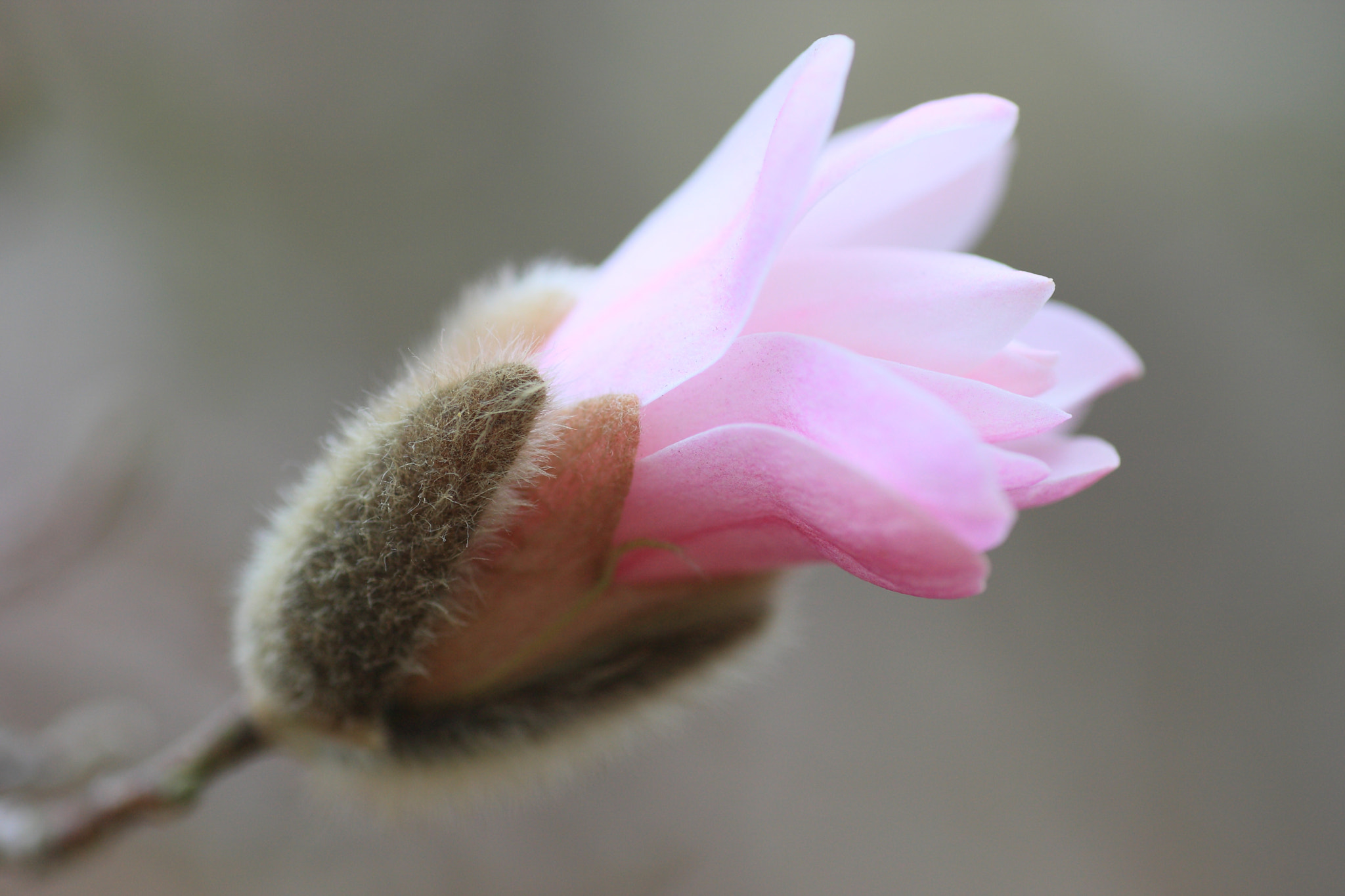Tamron SP AF 90mm F2.8 Di Macro sample photo. Star magnolia photography