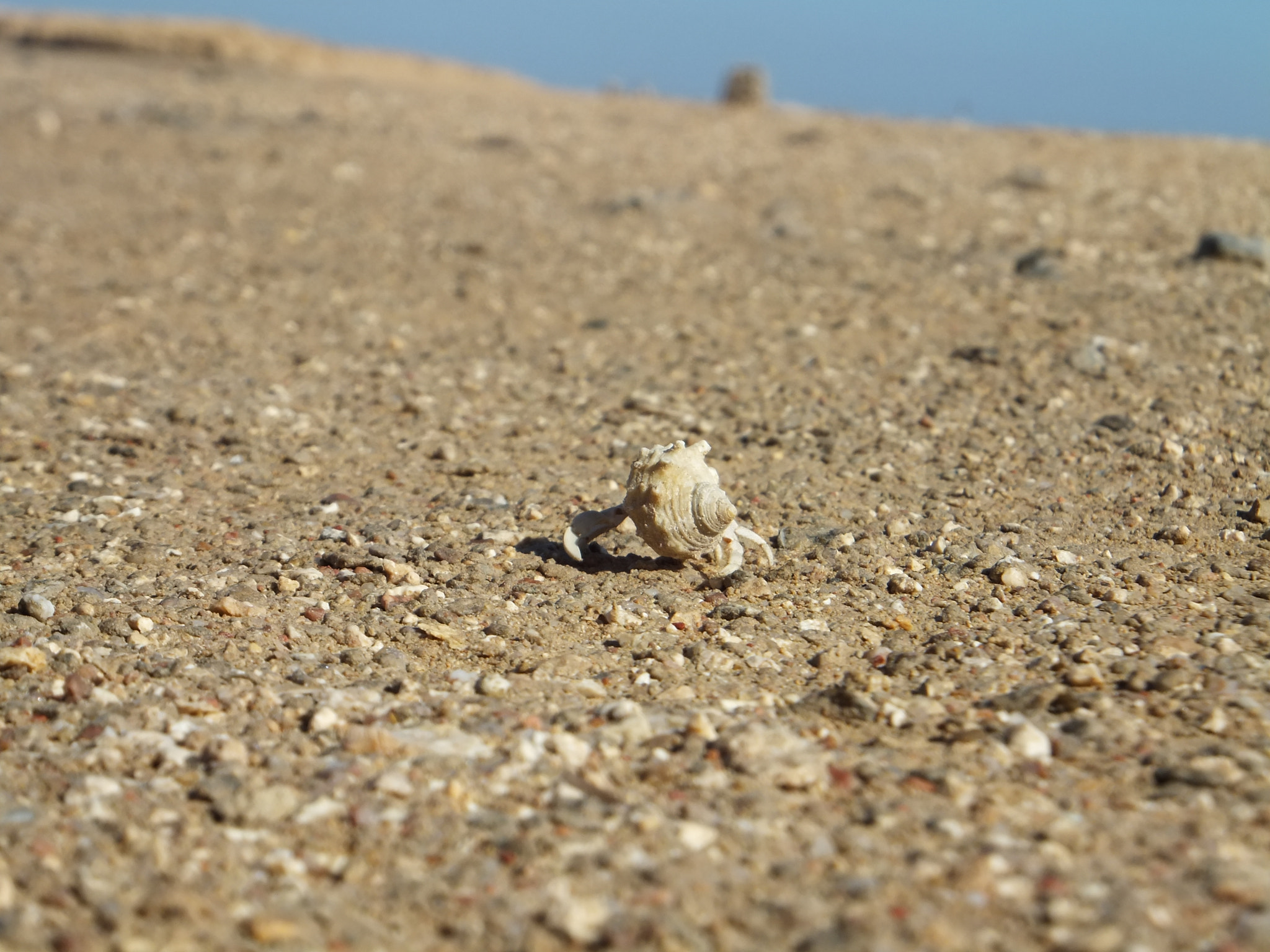 FujiFilm FinePix F500 EXR (FinePix F505 EXR) sample photo. Strange life in sand photography