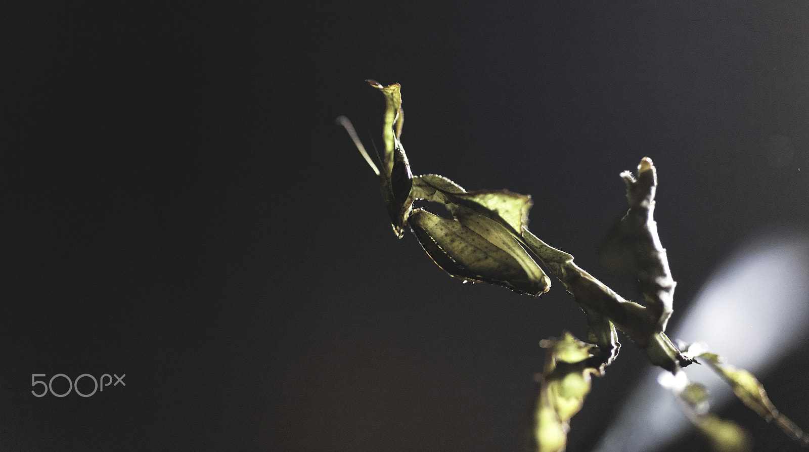 Canon EOS 5DS + Canon EF 100mm F2.8 Macro USM sample photo. Ghost mantis posing photography