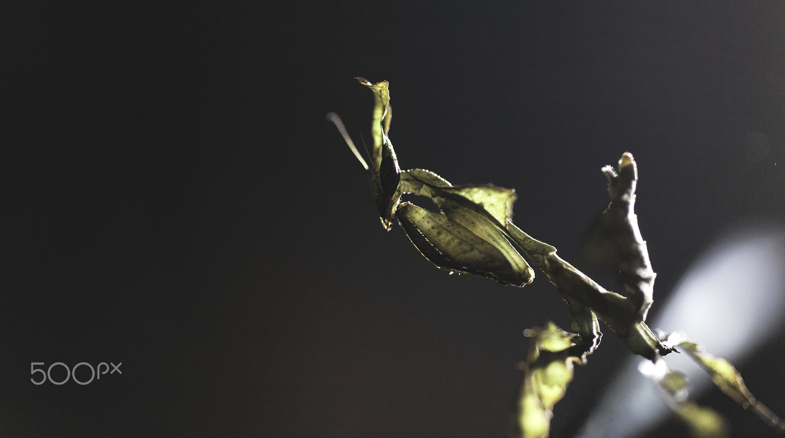 Canon EOS 5DS sample photo. Ghost mantis posing photography