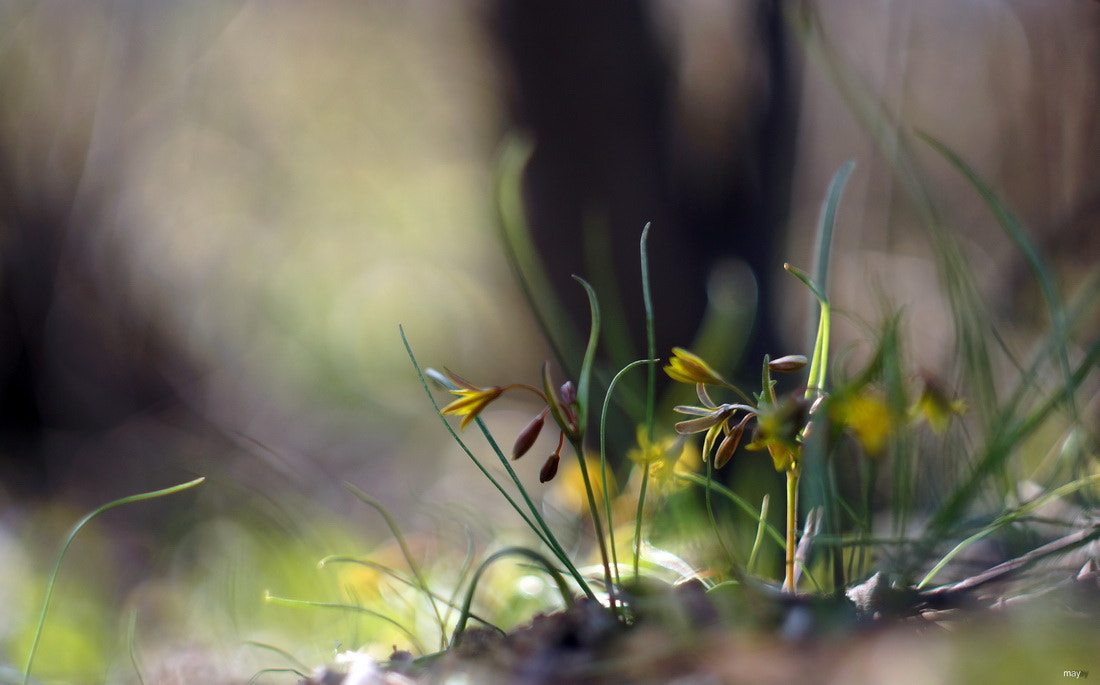 Sony SLT-A65 (SLT-A65V) + Minolta AF 50mm F1.7 sample photo. застенчивая весна.. photography