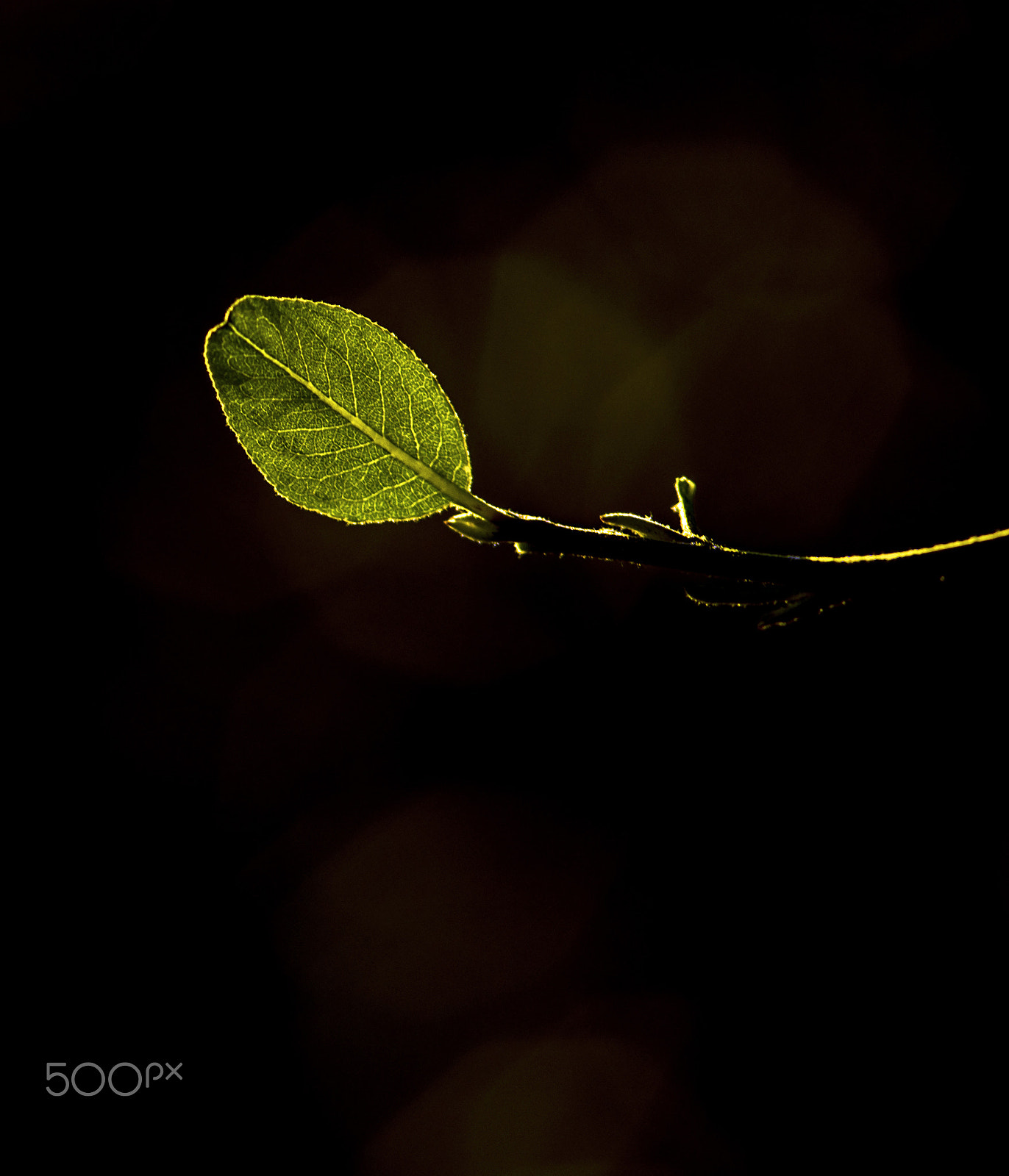 Nikon D800 + AF Nikkor 180mm f/2.8 IF-ED sample photo. Playing with light v photography