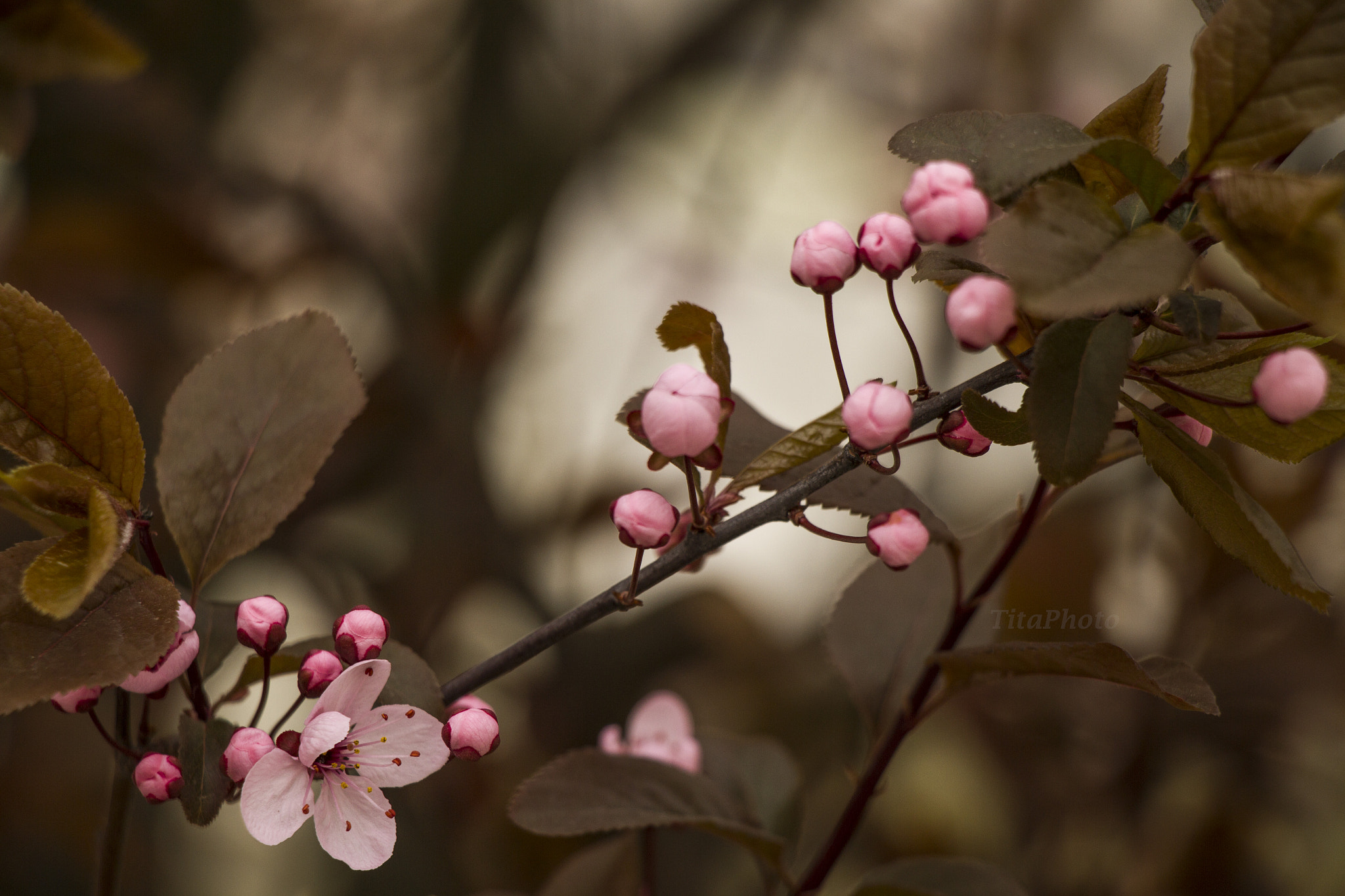 Canon EF-S 18-135mm F3.5-5.6 IS STM sample photo. Bokeh photography