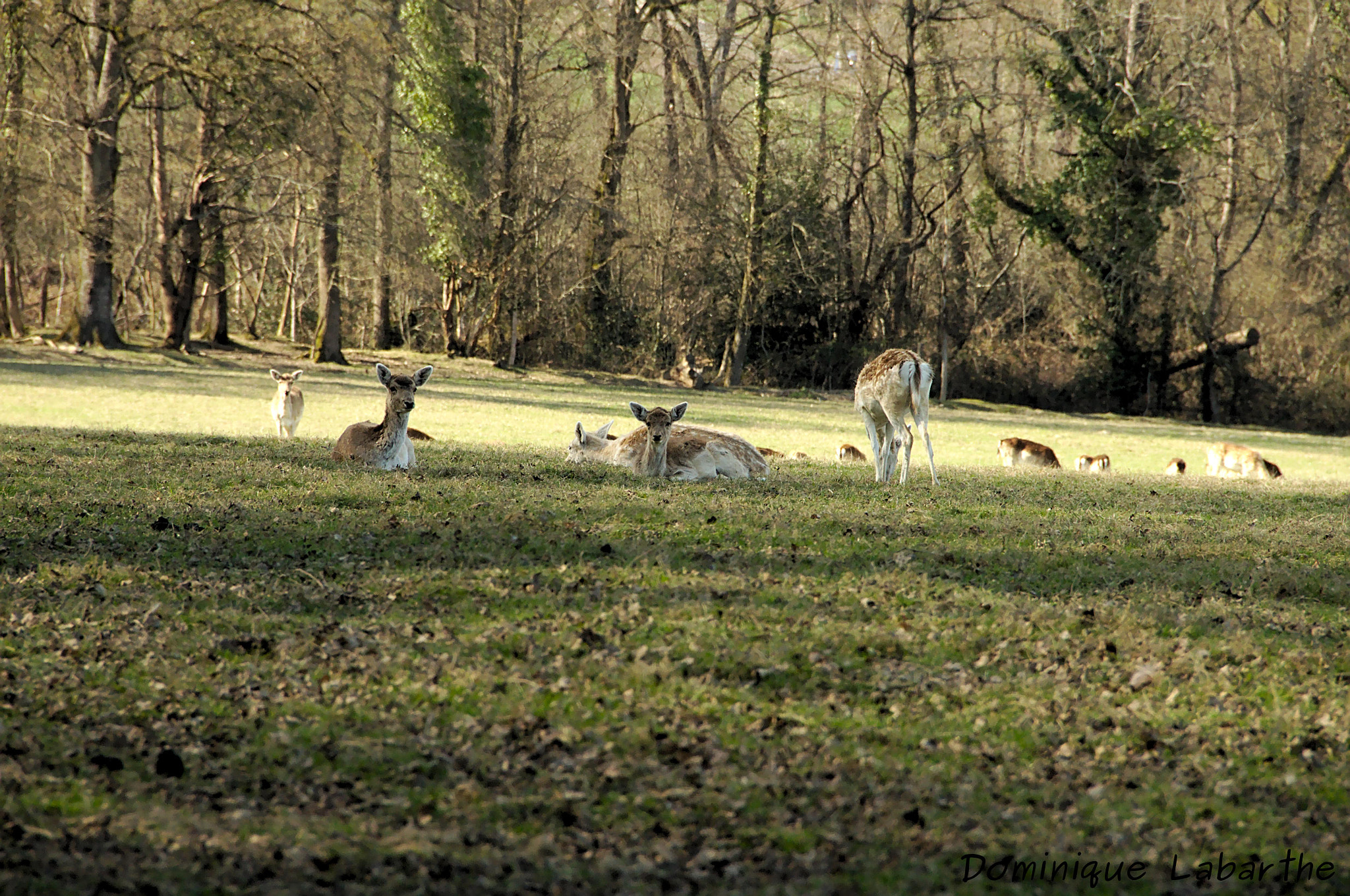 Pentax K-5 sample photo. Le repose des biches photography