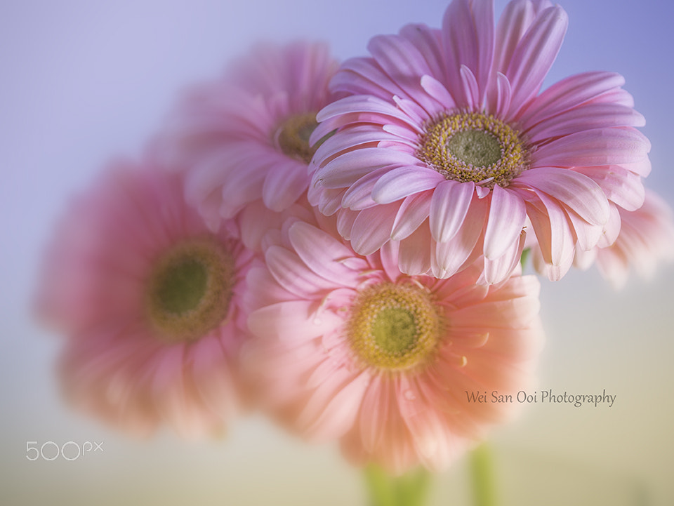 Panasonic Leica DG Macro-Elmarit 45mm F2.8 ASPH OIS sample photo. Gerbera daisy 07 photography