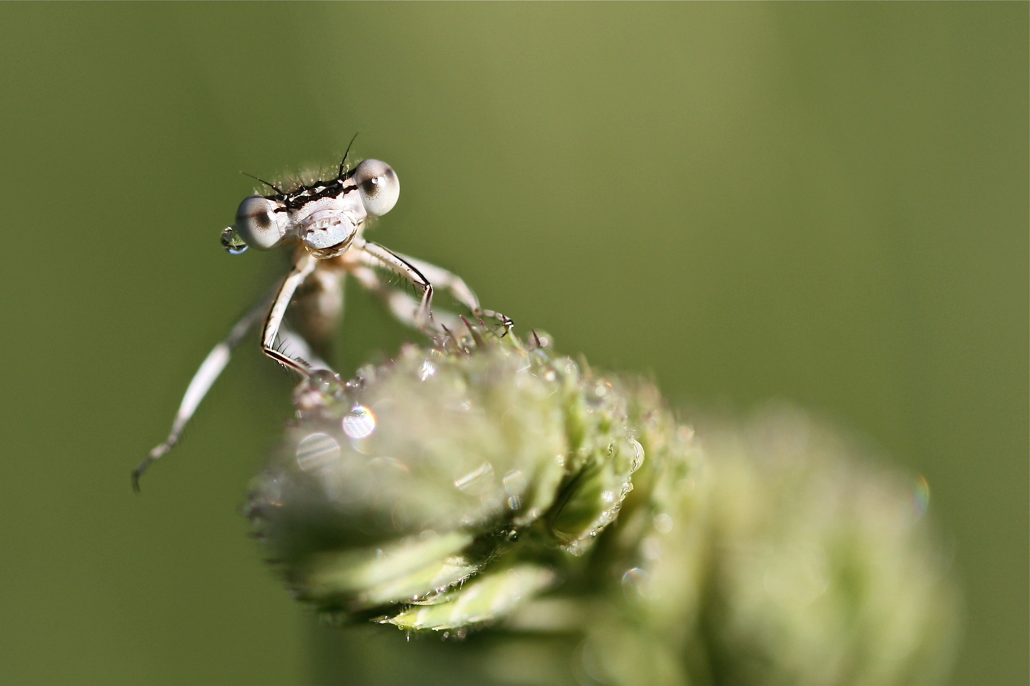 Canon EOS 450D (EOS Rebel XSi / EOS Kiss X2) + Canon EF 100mm F2.8L Macro IS USM sample photo. Good morning, agrion photography