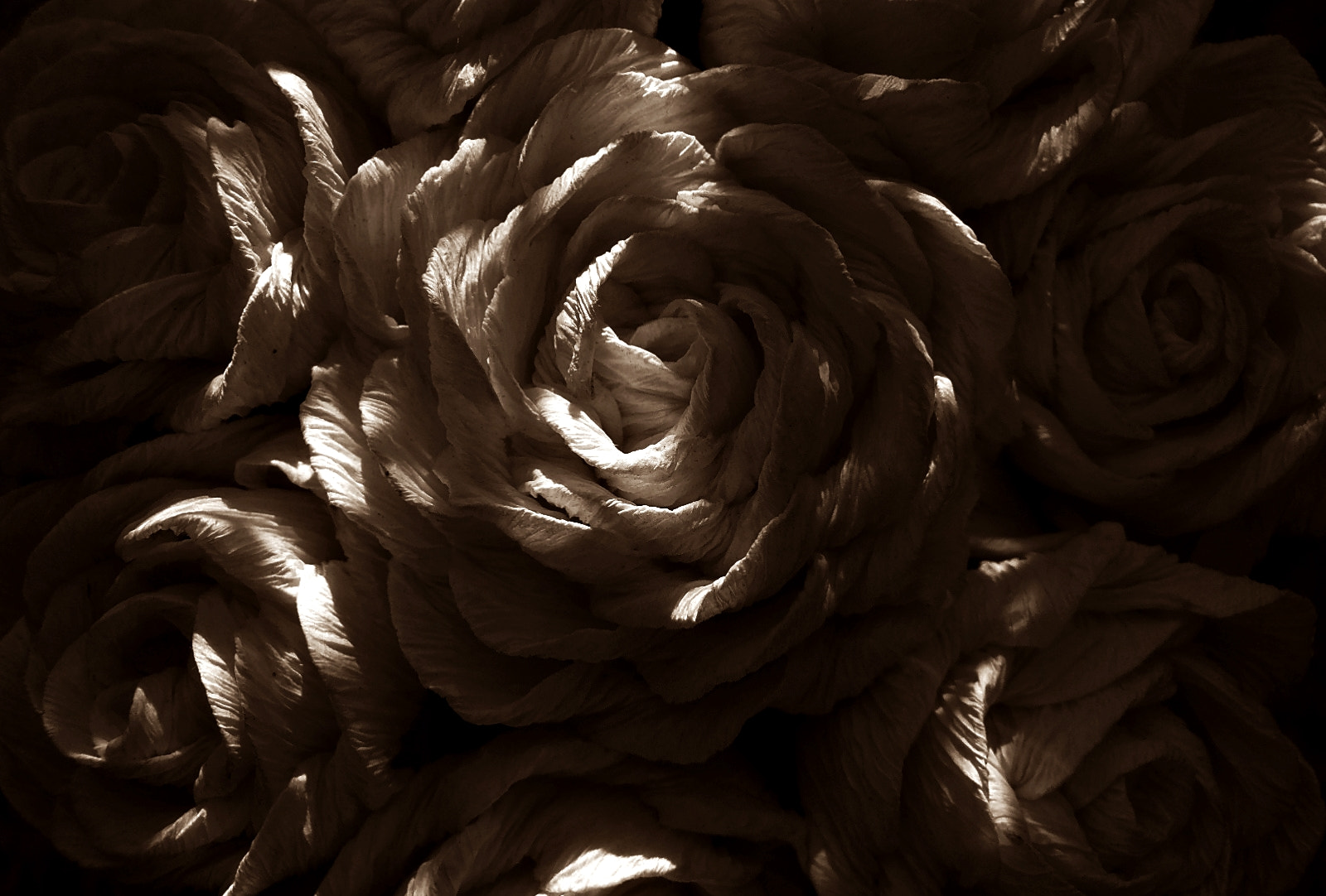 Olympus VR325,VR320,D725 sample photo. Paper roses photography