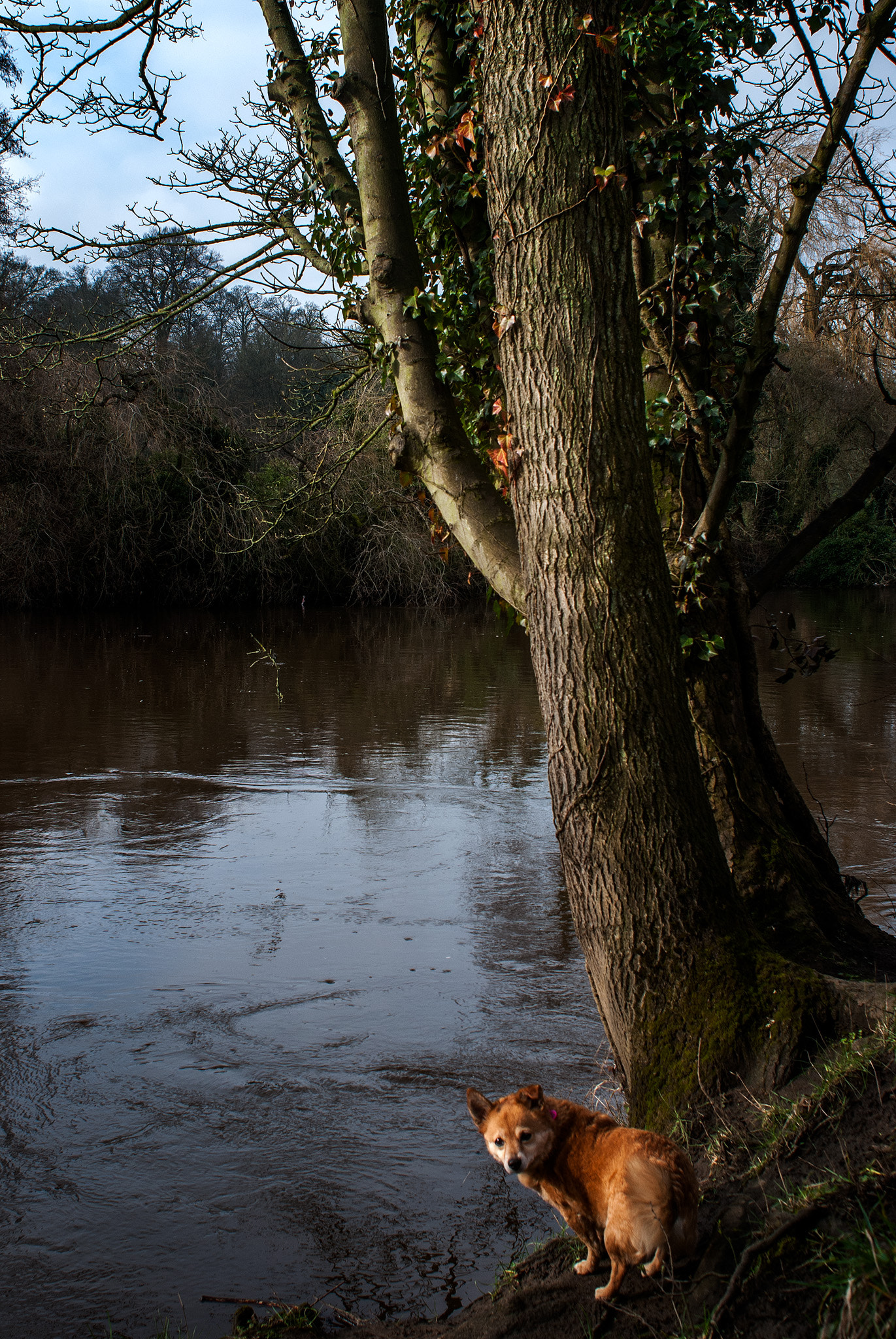 Nikon D80 + Nikon AF Nikkor 24mm F2.8D sample photo. Dog and tree photography