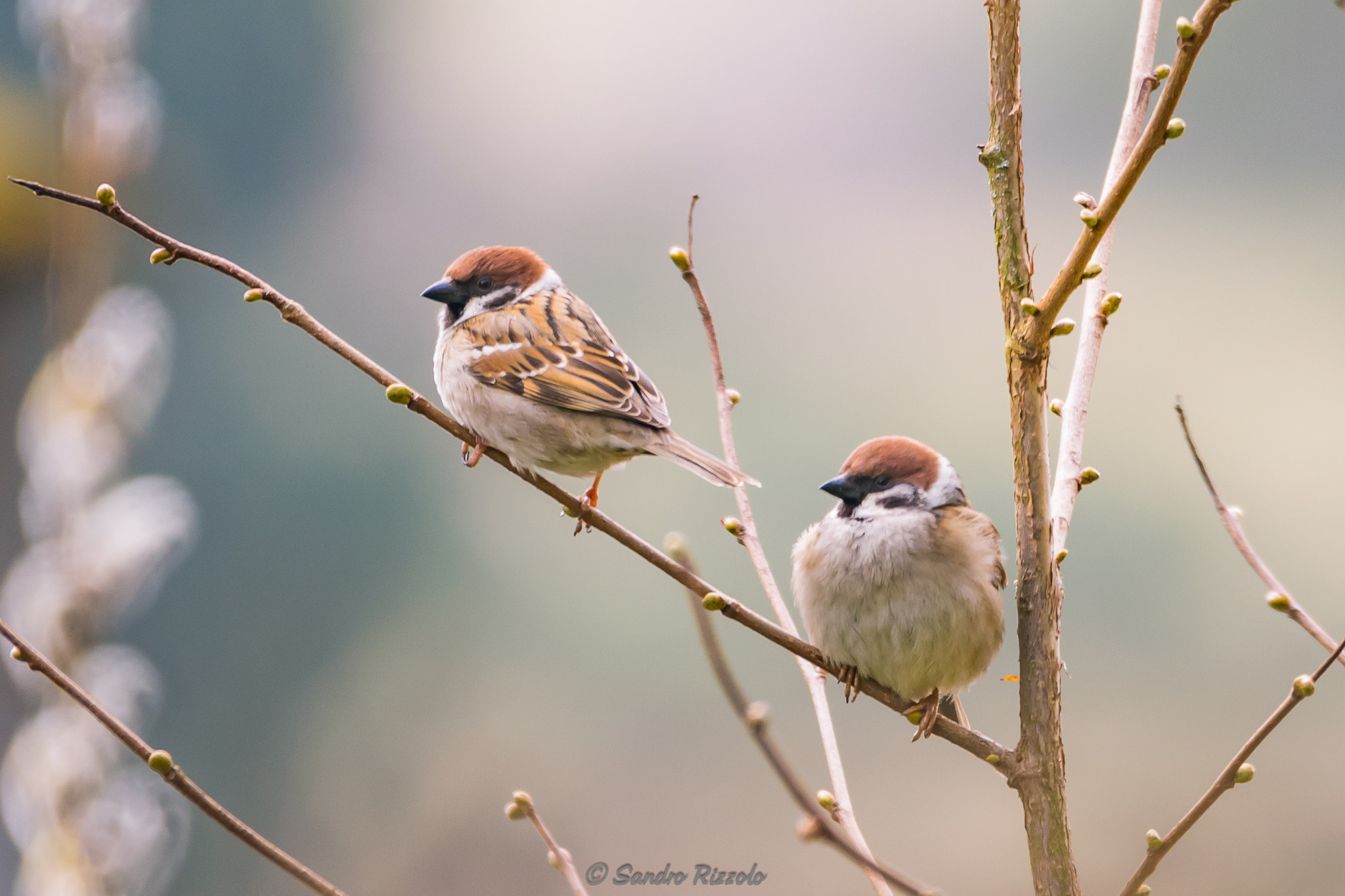 Sigma 150-600mm F5-6.3 DG OS HSM | C sample photo. Take brake... photography