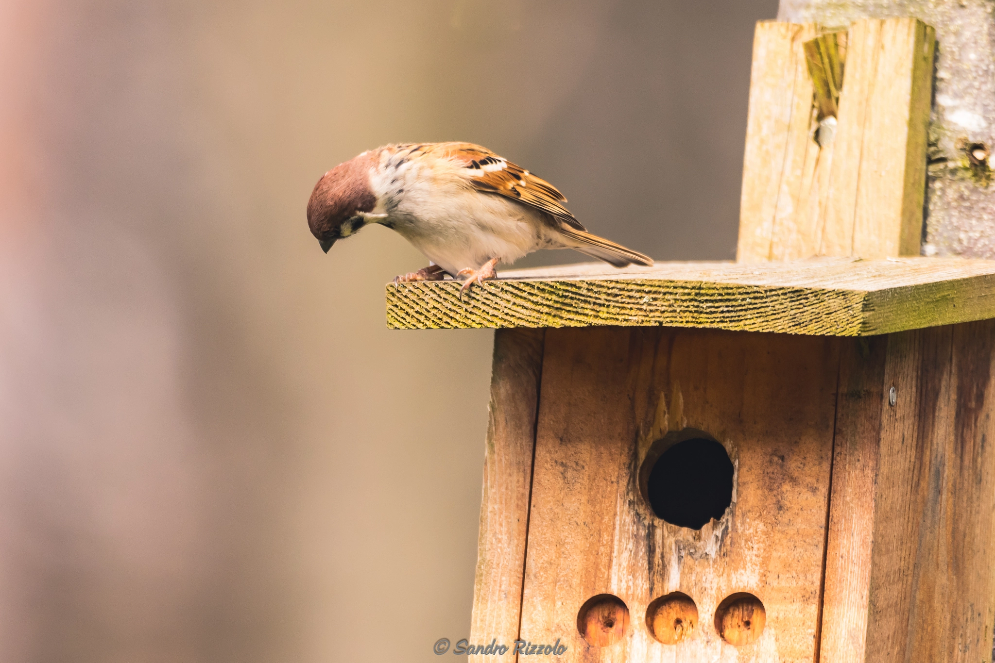 Sigma 150-600mm F5-6.3 DG OS HSM | C sample photo. Darling...are you at home? photography