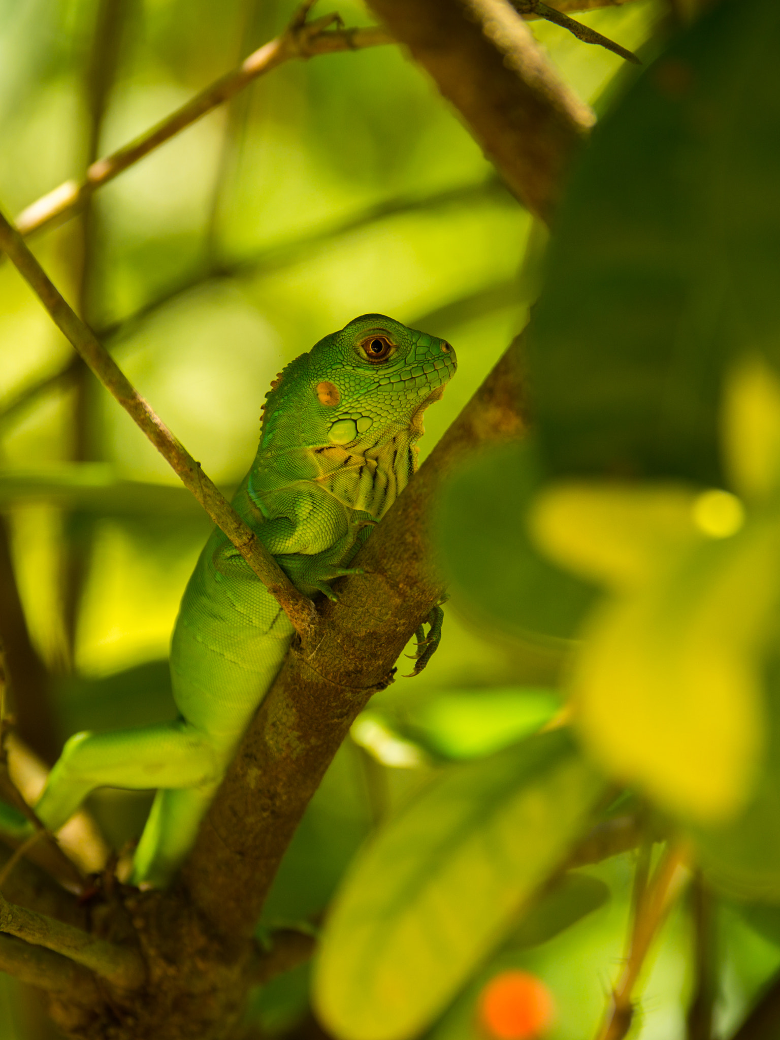 Panasonic Lumix G X Vario 35-100mm F2.8 OIS sample photo. Green spiny lizard photography