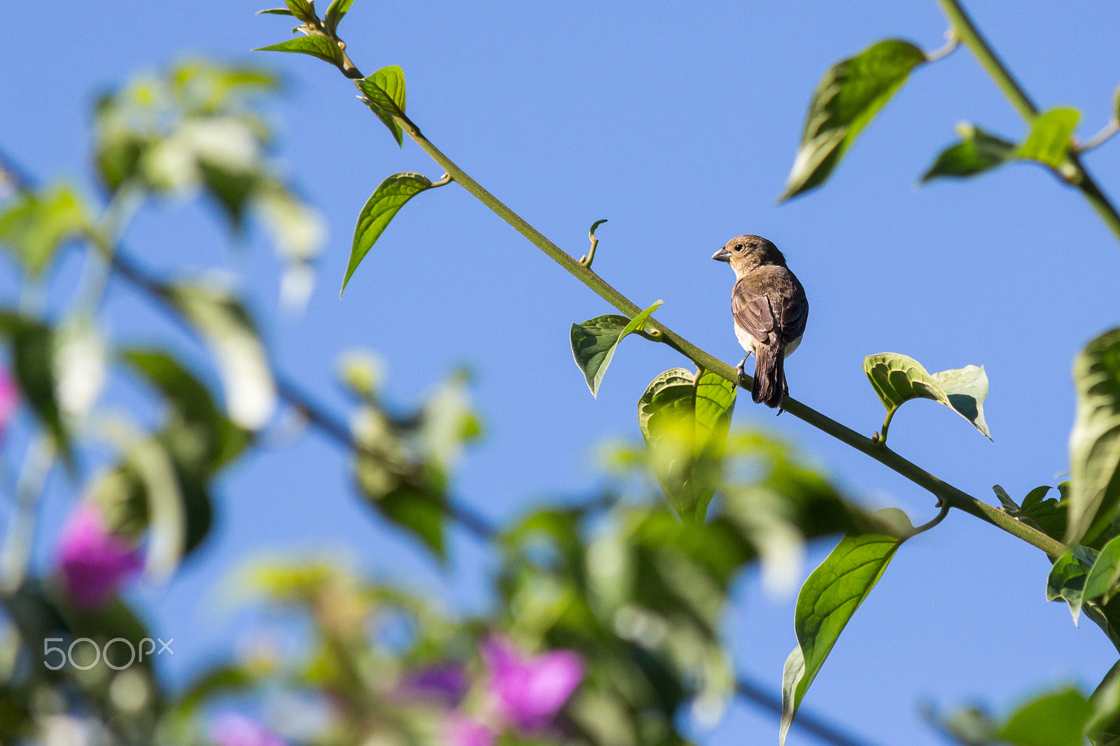Canon EOS 650D (EOS Rebel T4i / EOS Kiss X6i) sample photo. Bird resting photography